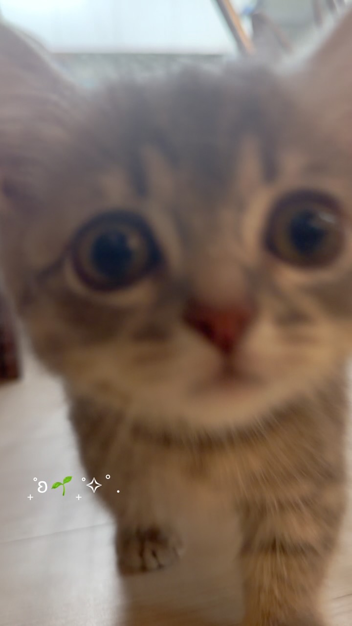 @soki.the.catto이 올린 HURRAY 허레이 태그 게시물