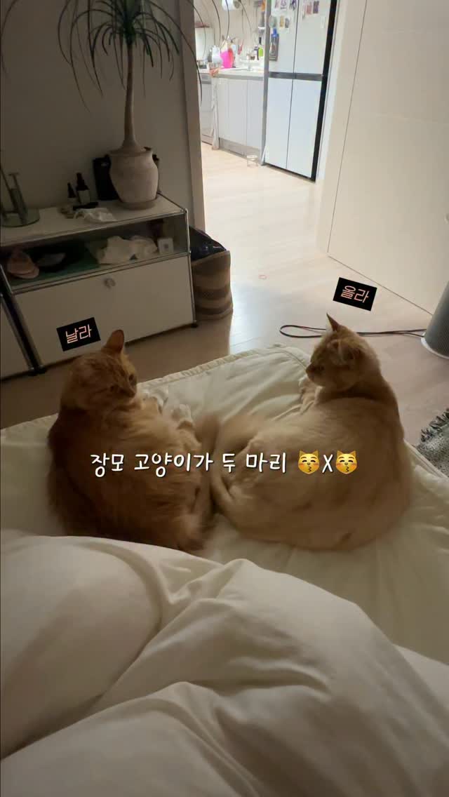 @nala_chopchop이 올린 CARESIDE 태그 게시물
