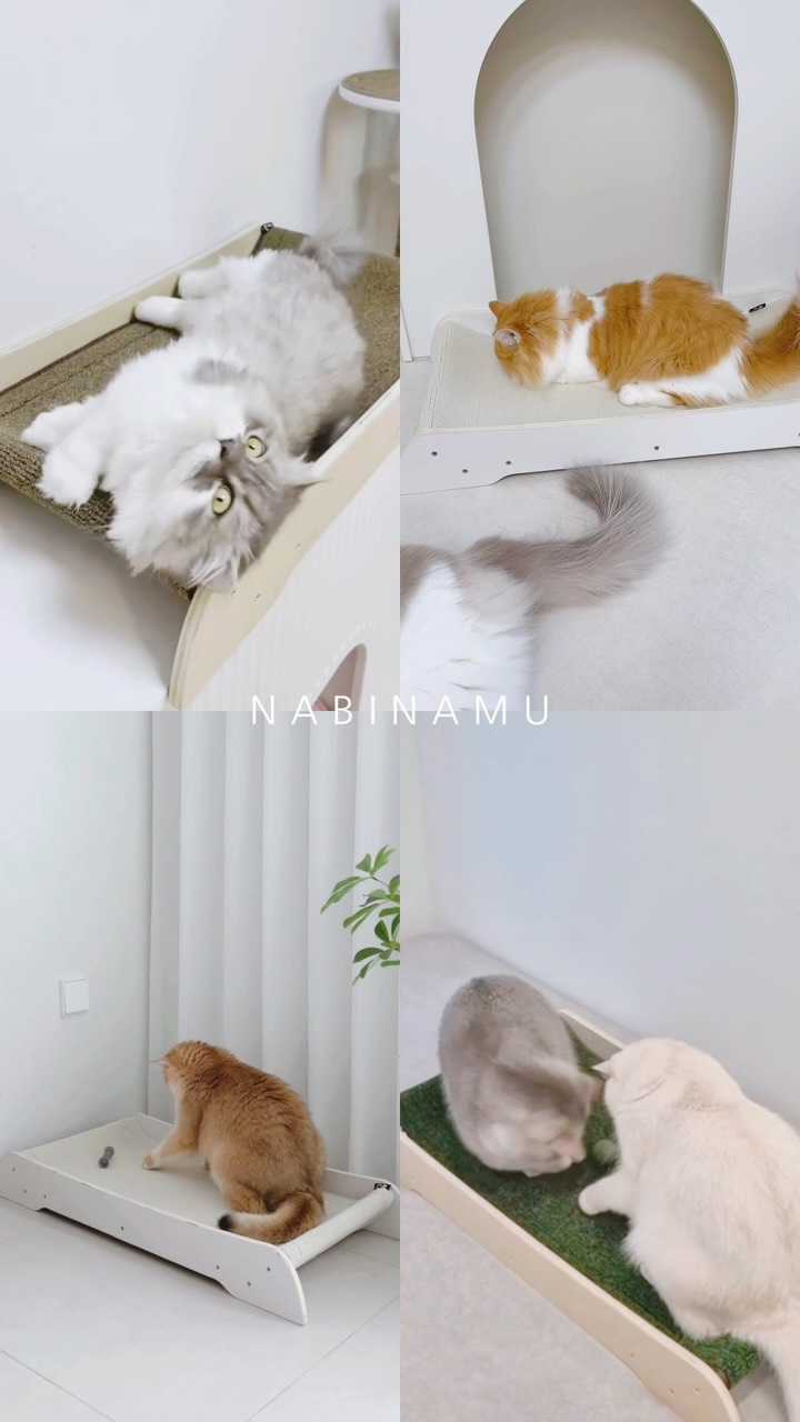 @nabinamu.cat이 올린 갈치밥풀7냥이네 태그 게시물