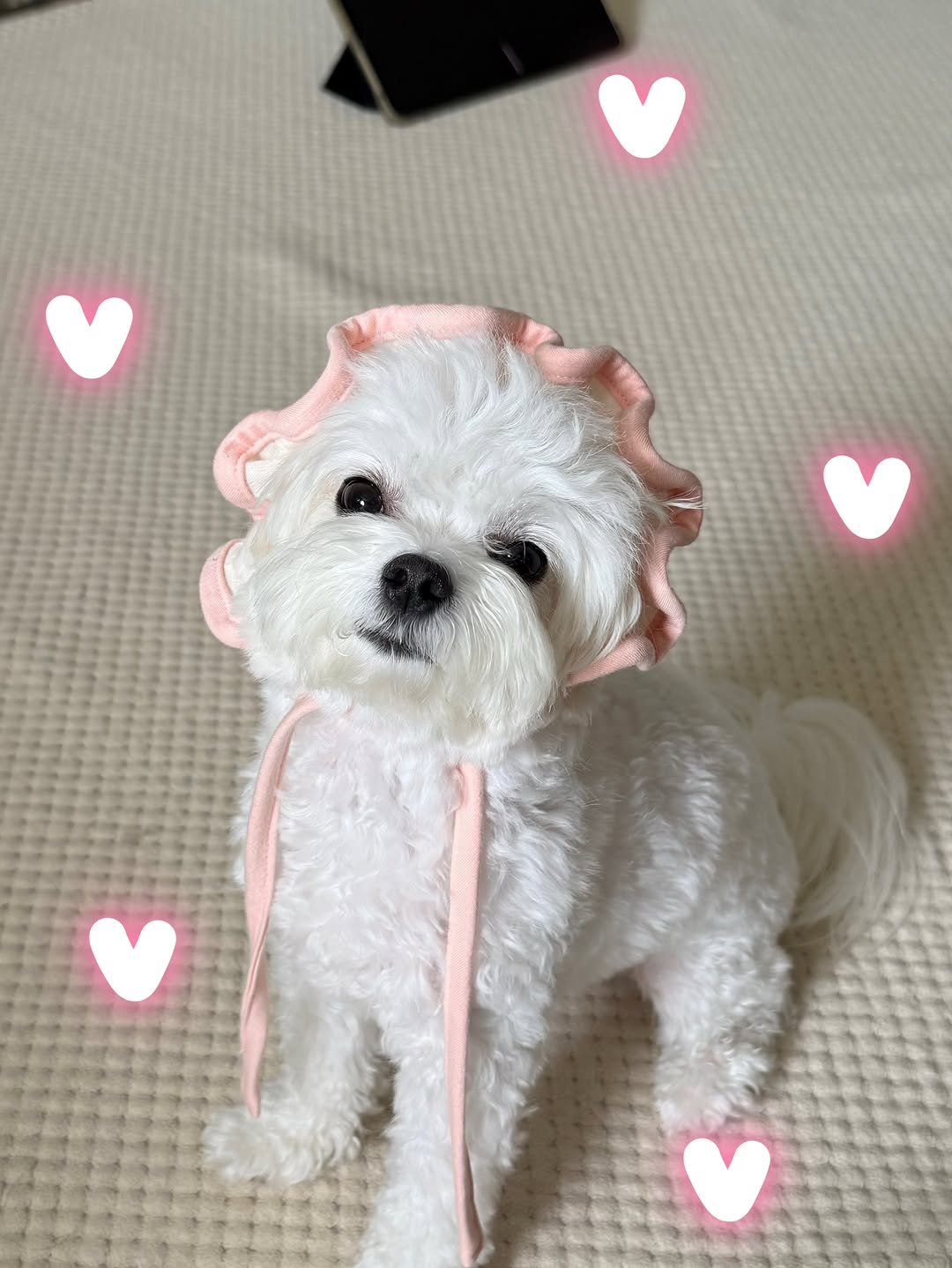@sa_.lily_이 올린 포포캄 태그 게시물