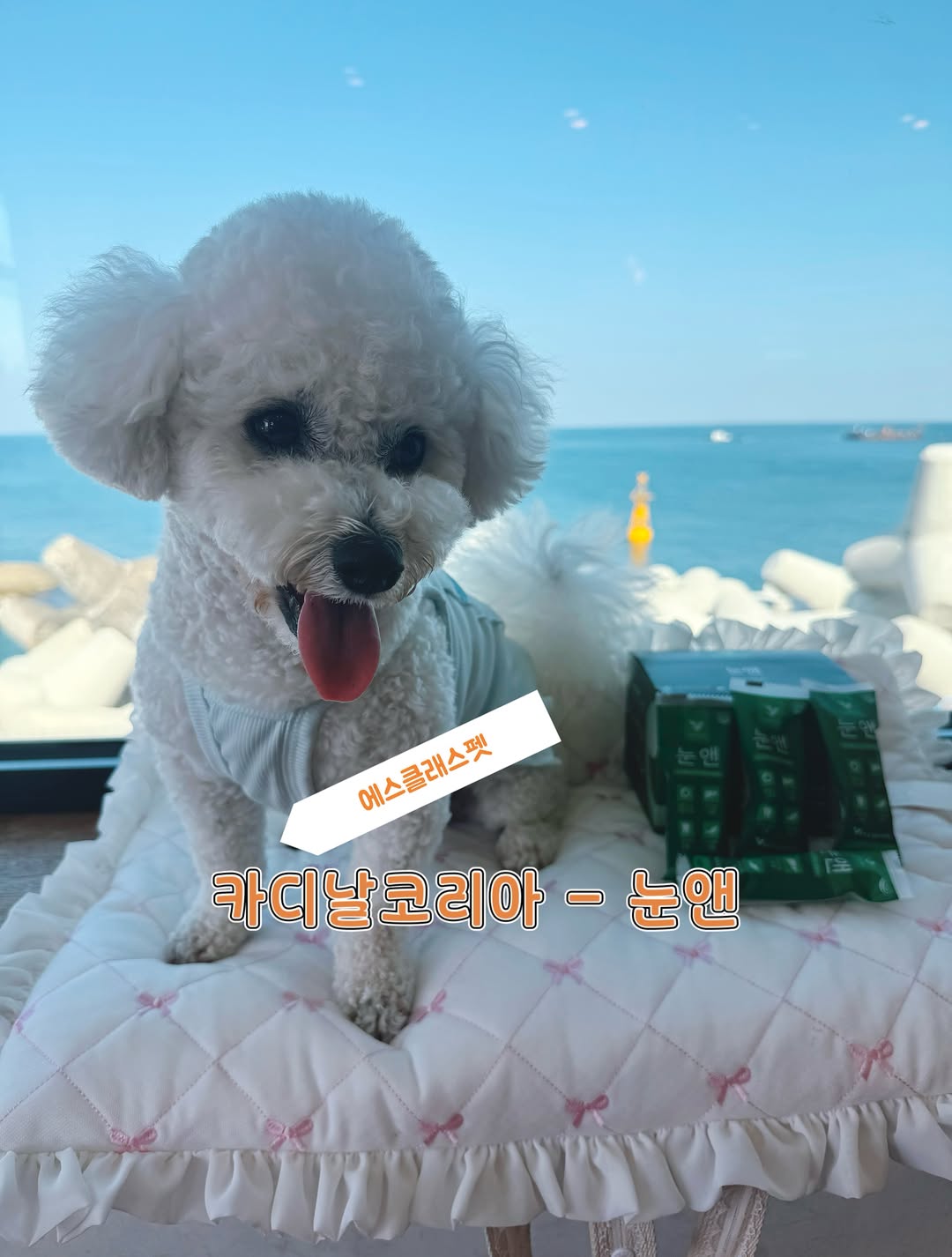 @bichon_sugar0324이 올린 에스클래스펫 태그 게시물