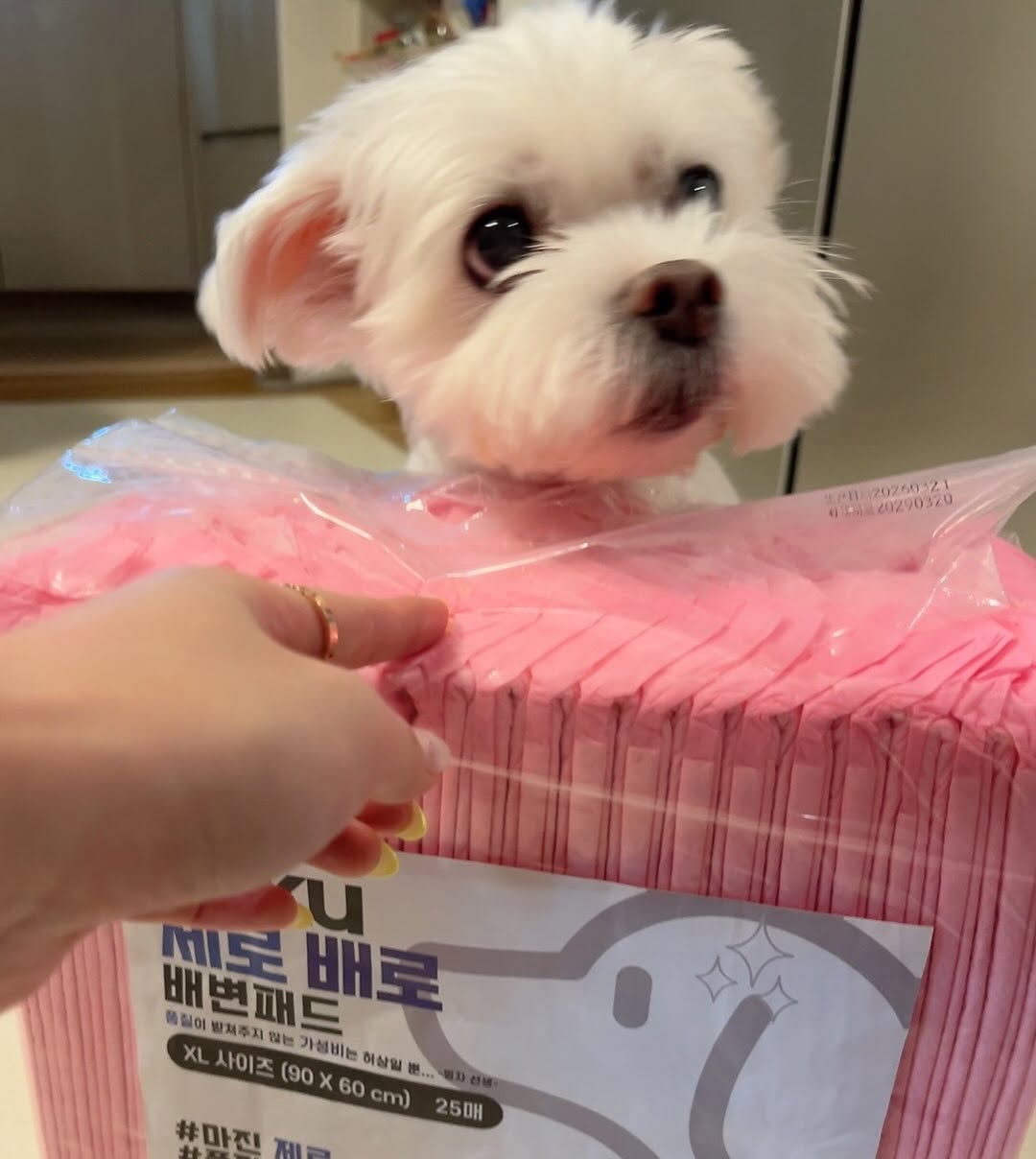 @im_ggoniiii이 올린 아꾸 태그 게시물