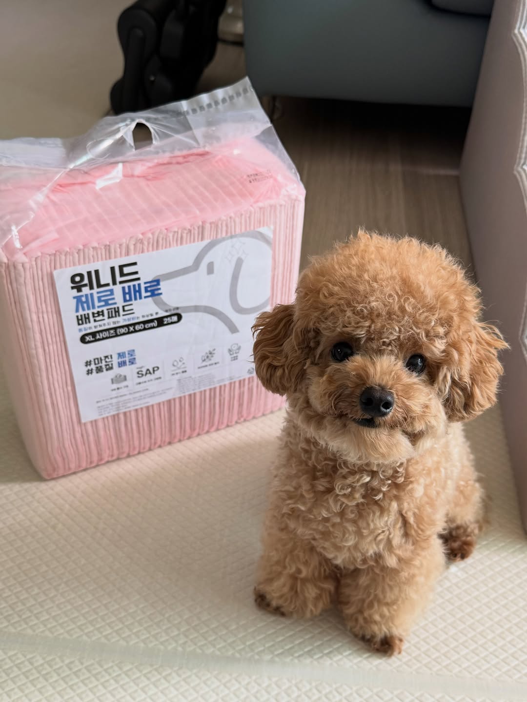 @zet._.ski이 올린 아꾸 태그 게시물