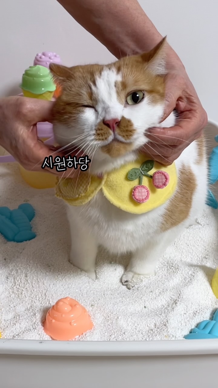 @springmeal이 올린 바이랩 태그 게시물