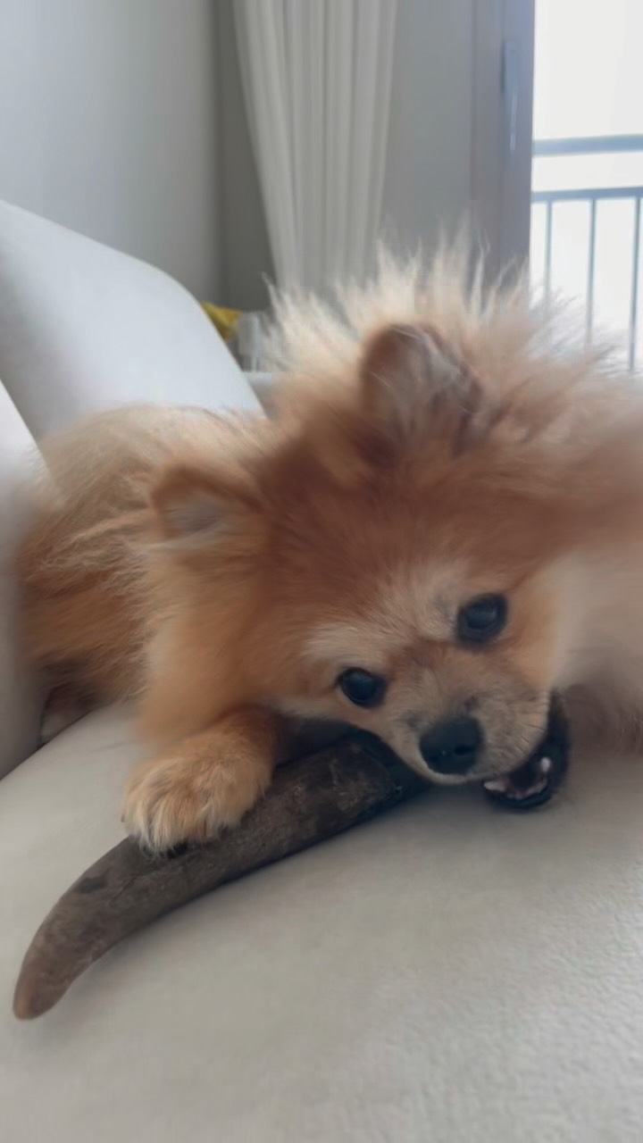 @w00dy_buddy이 올린 펫쉴드 태그 게시물