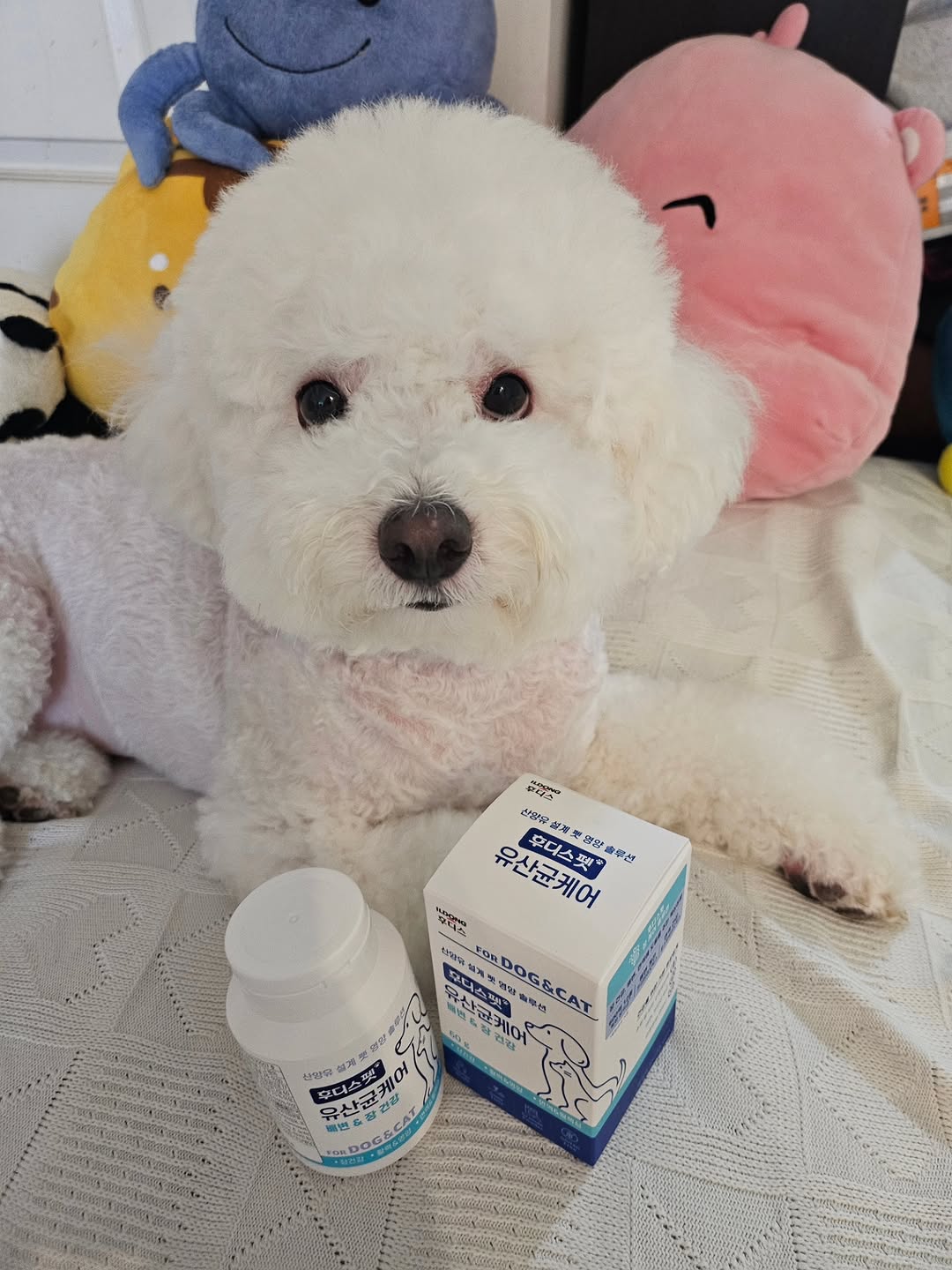 @cookie_0304sh이 올린 후디스펫 태그 게시물