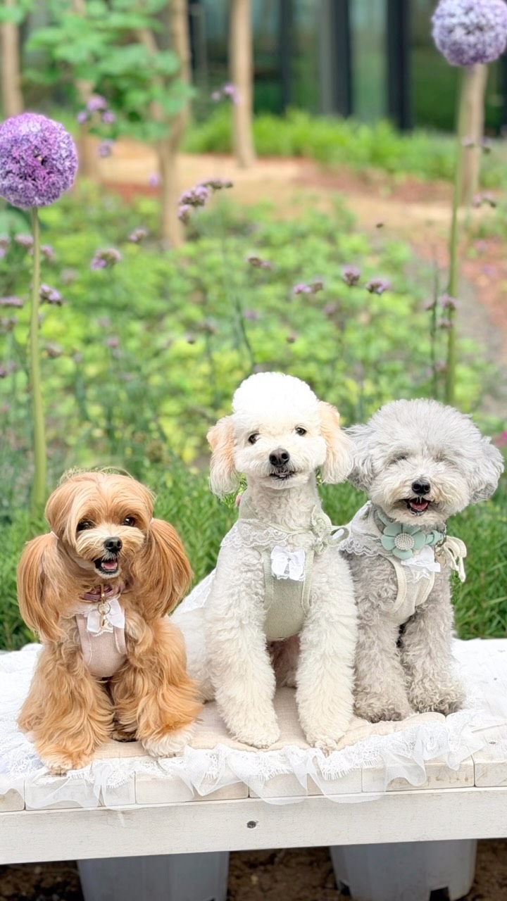 @haru.cream_이 올린 원그로브 태그 게시물