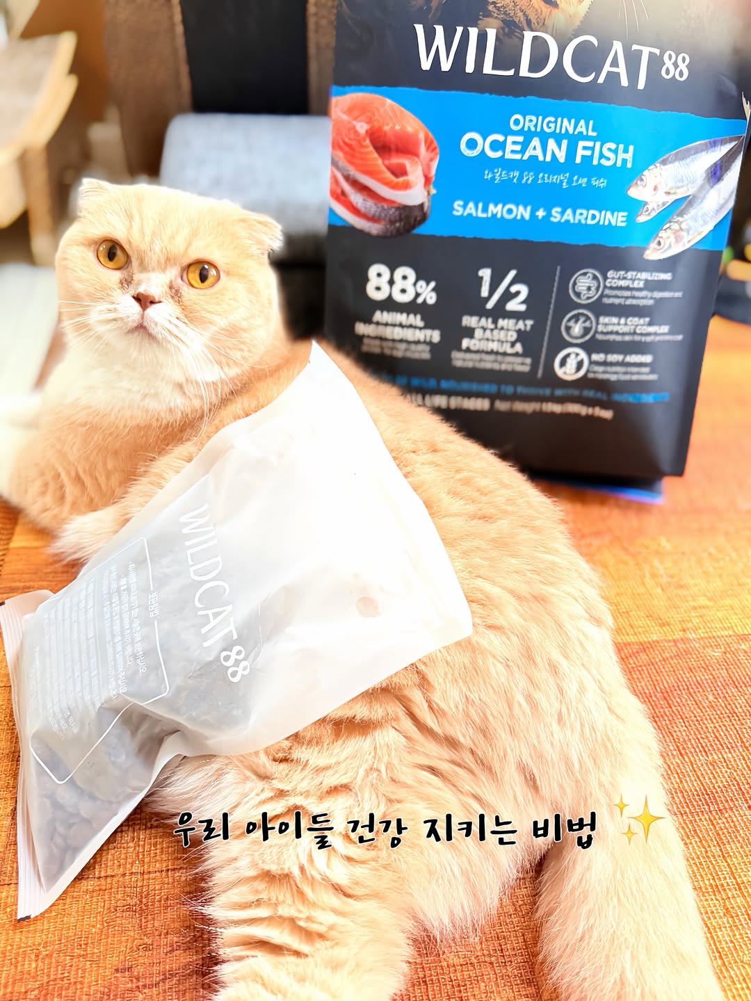 @s0100473이 올린 와일드캣88 태그 게시물