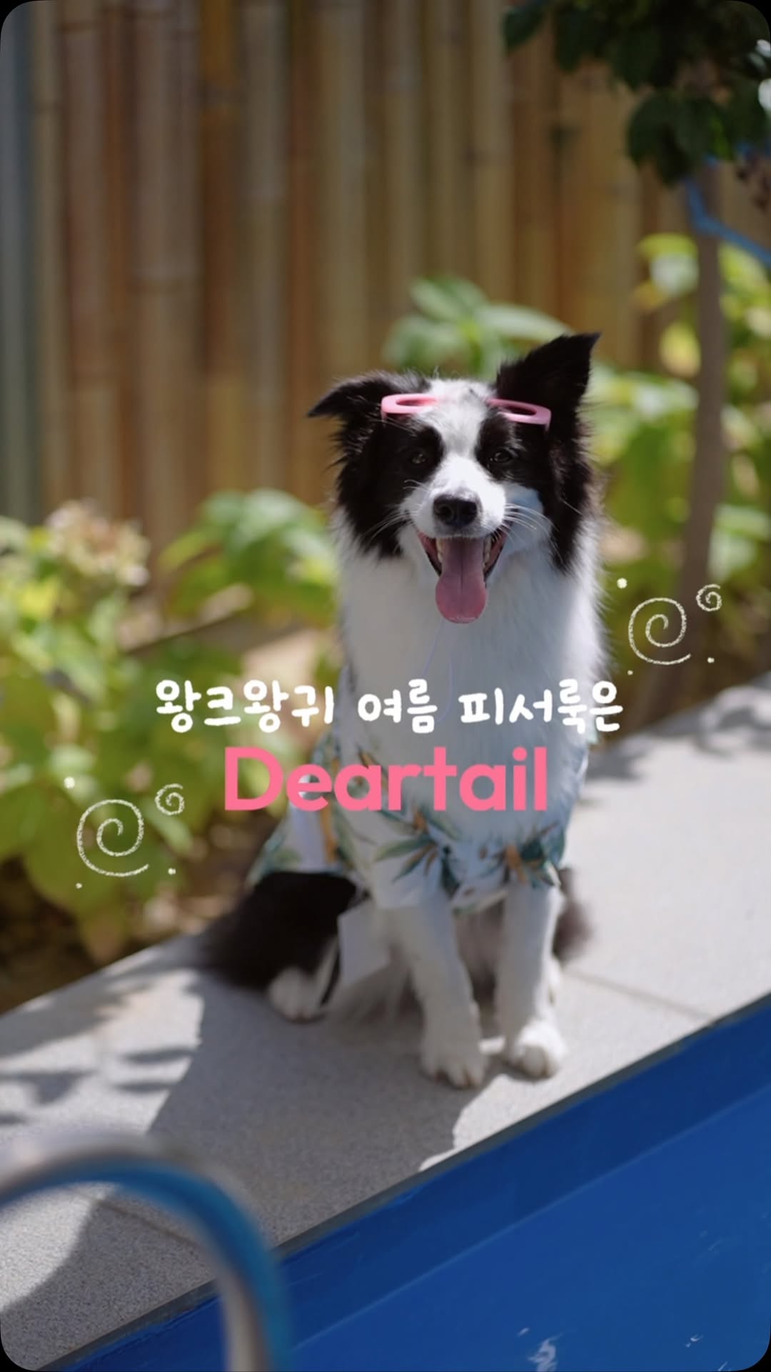 @bordercollie_roy_khan이 올린 디어테일💕 태그 게시물