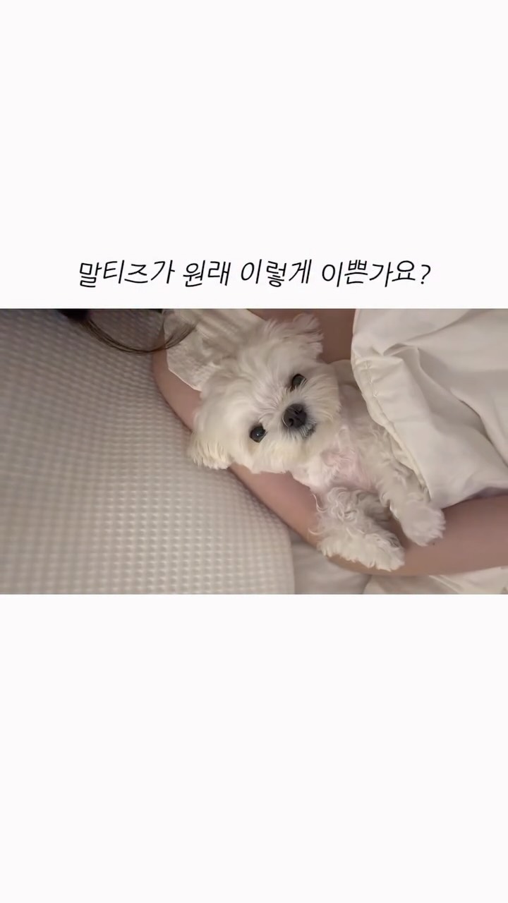 @maltese_soap이 올린 버터 필터 태그 게시물
