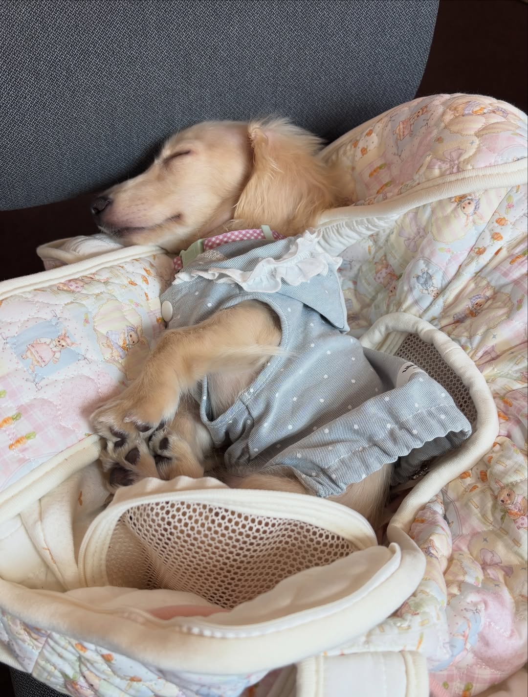 @gosuunnae이 올린 작은개자리 태그 게시물