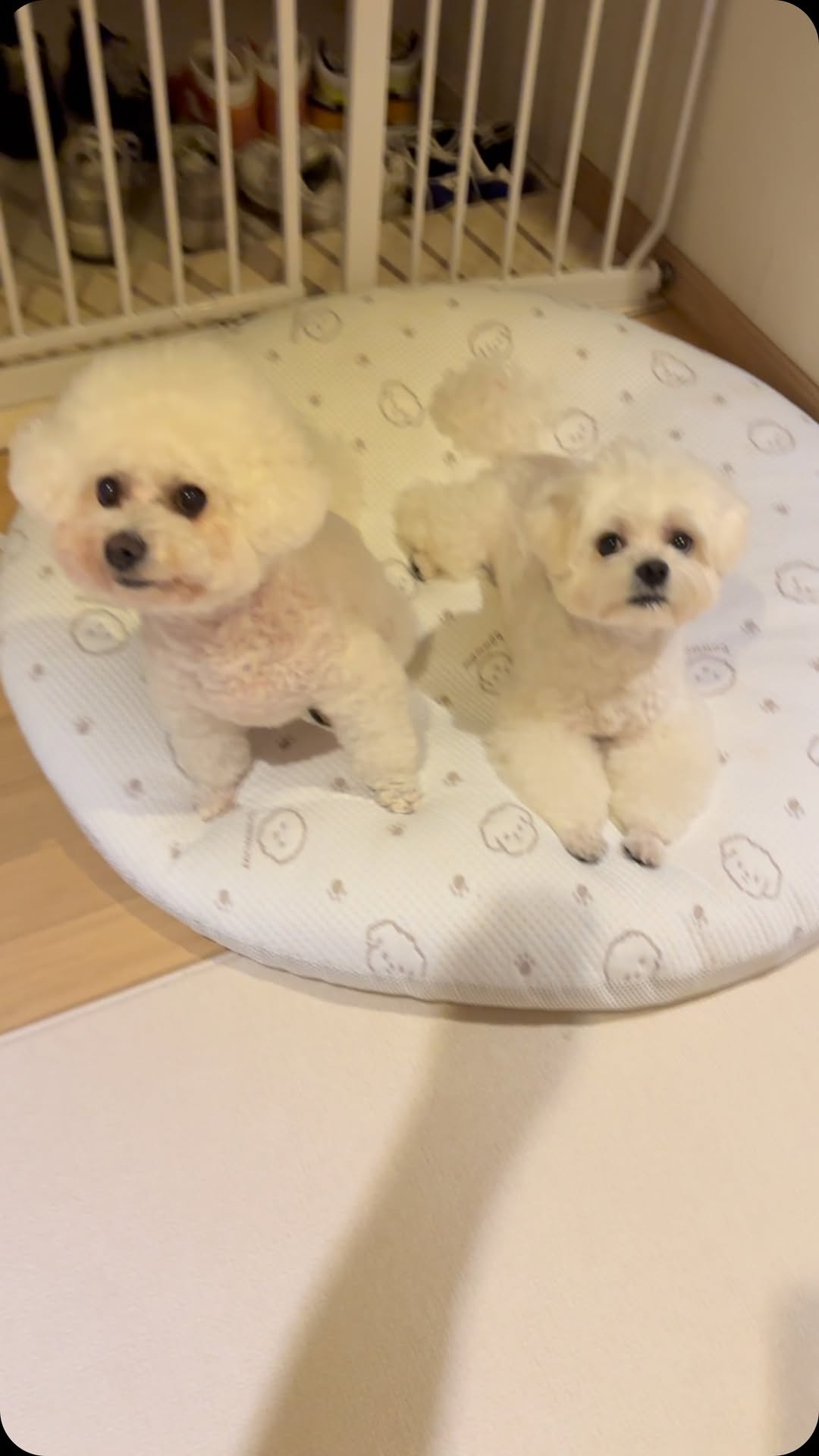 @jijiclub2이 올린 아늑 호텔 태그 게시물