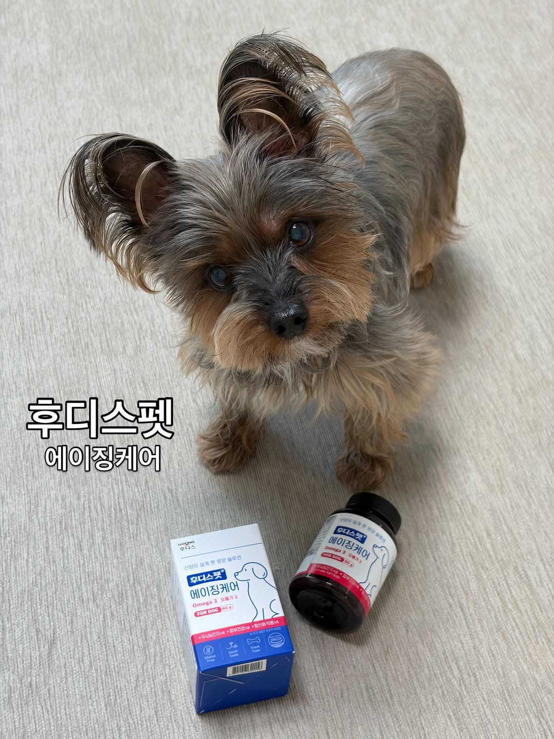 @miki.yorkie__이 올린 후디스펫 태그 게시물