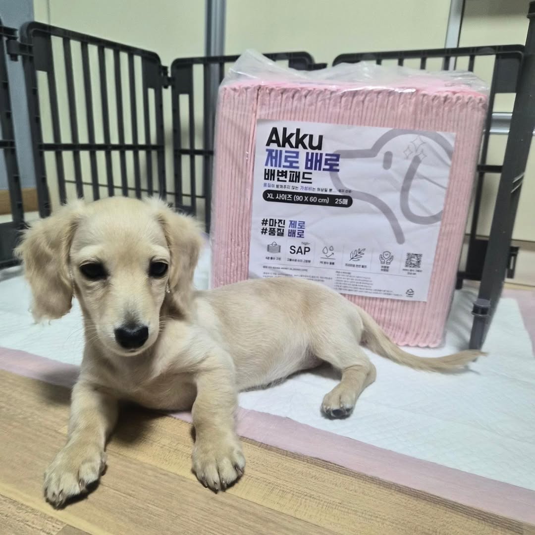 @ahead._.b이 올린 아꾸 태그 게시물