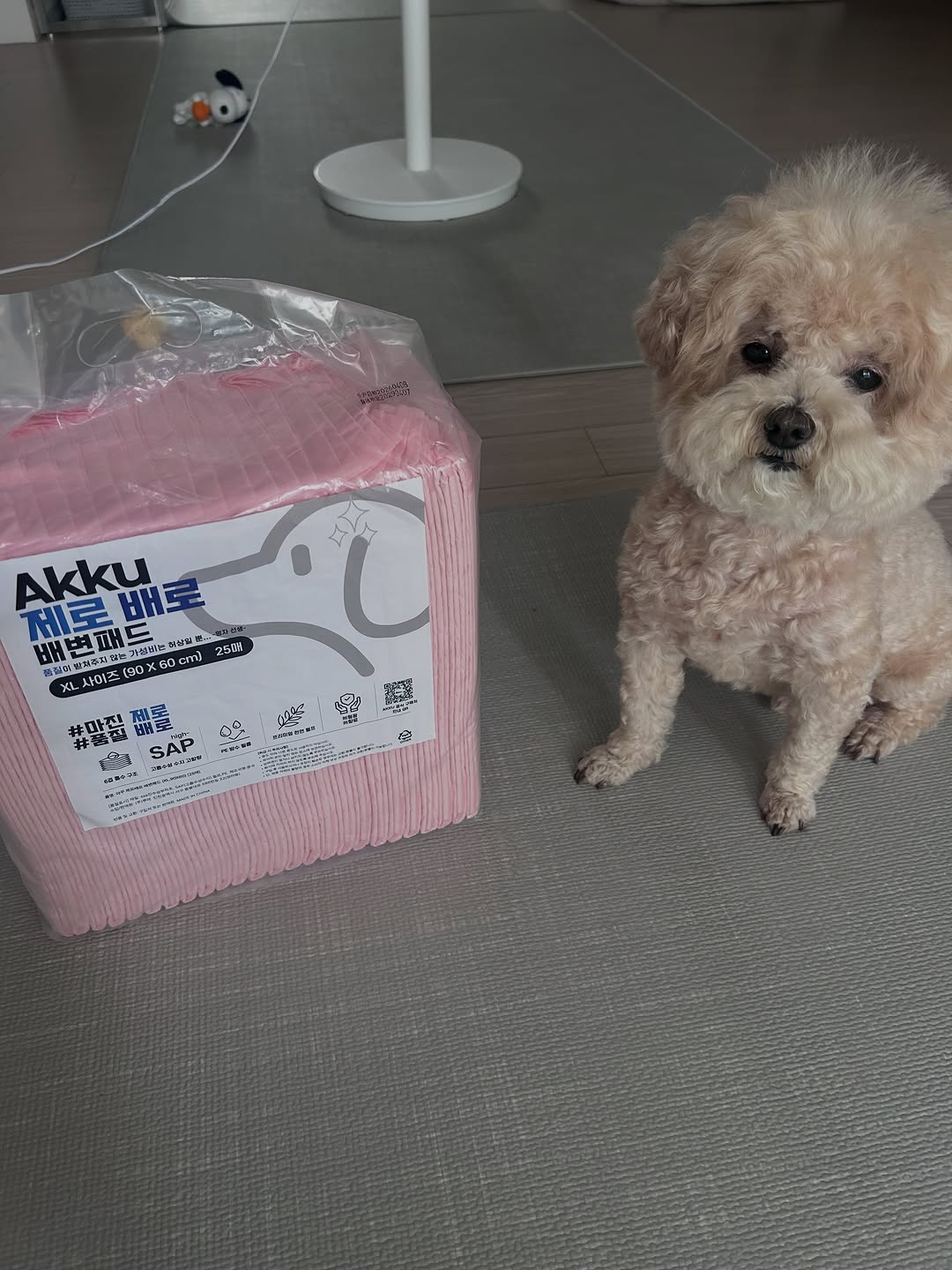 @damiddoong이 올린 아꾸 태그 게시물