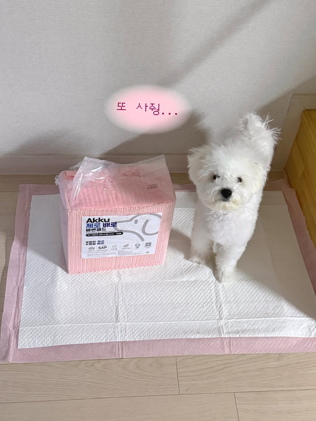 @lani_bichon_puppy이 올린 아꾸 태그 게시물