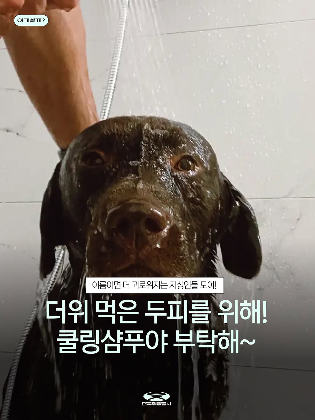 @koreatasteco이 올린 더바디샵 태그 게시물