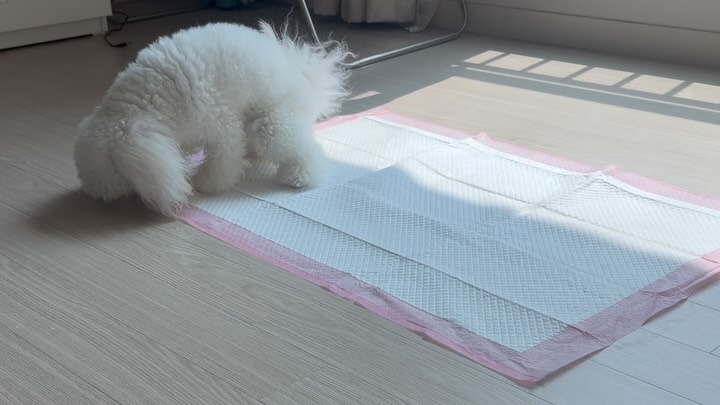 @michin_gangaji_nana이 올린 아꾸 태그 게시물