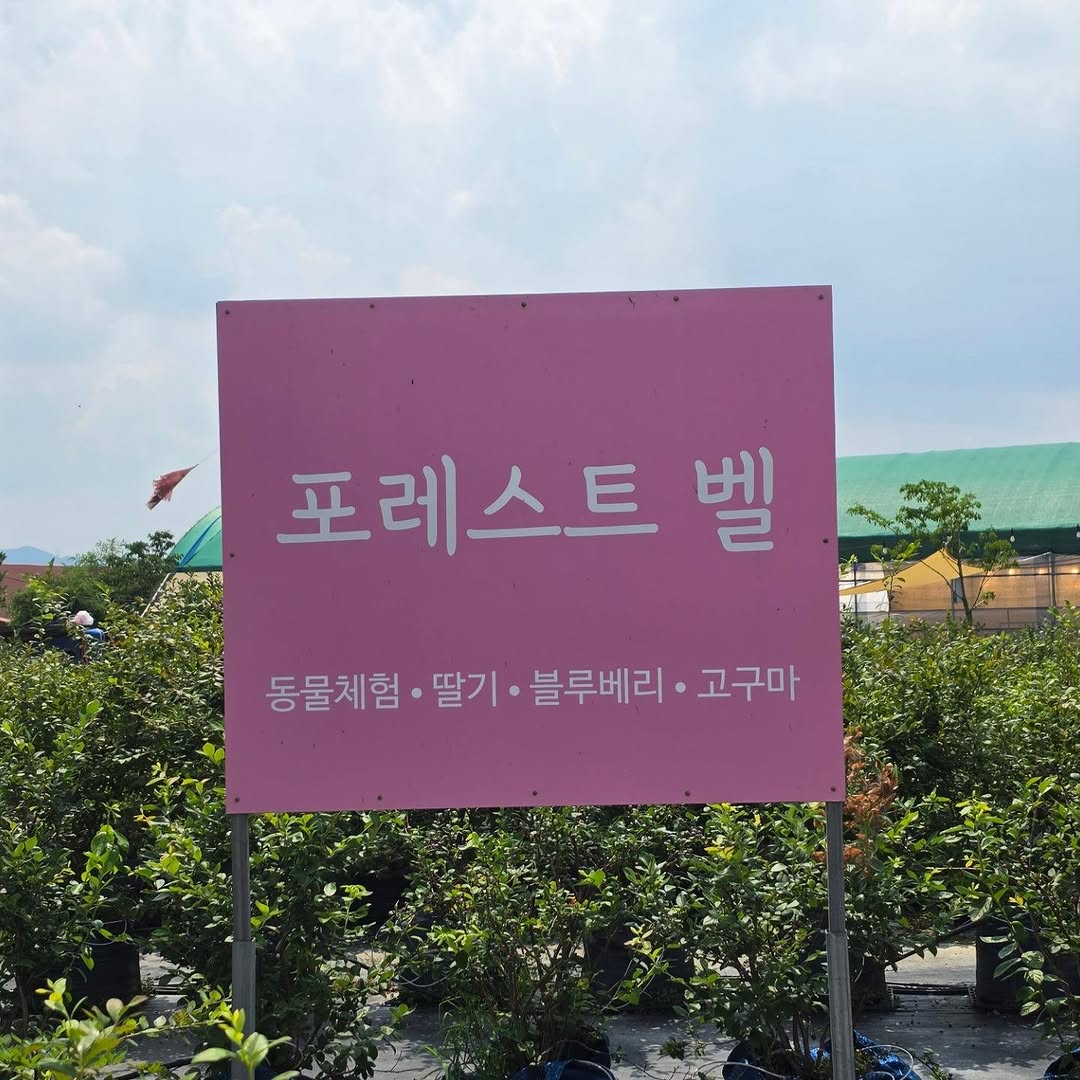 @_ddo._.rong_이 올린 포레스트벨 태그 게시물