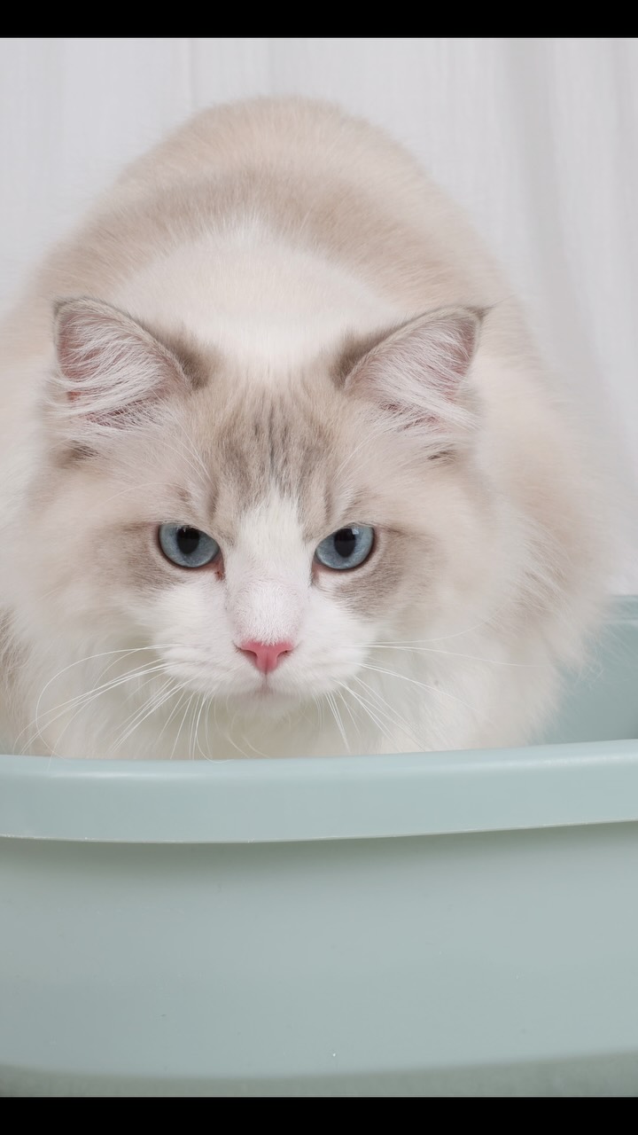 @unstoppable_cats_2011이 올린 바이랩 태그 게시물