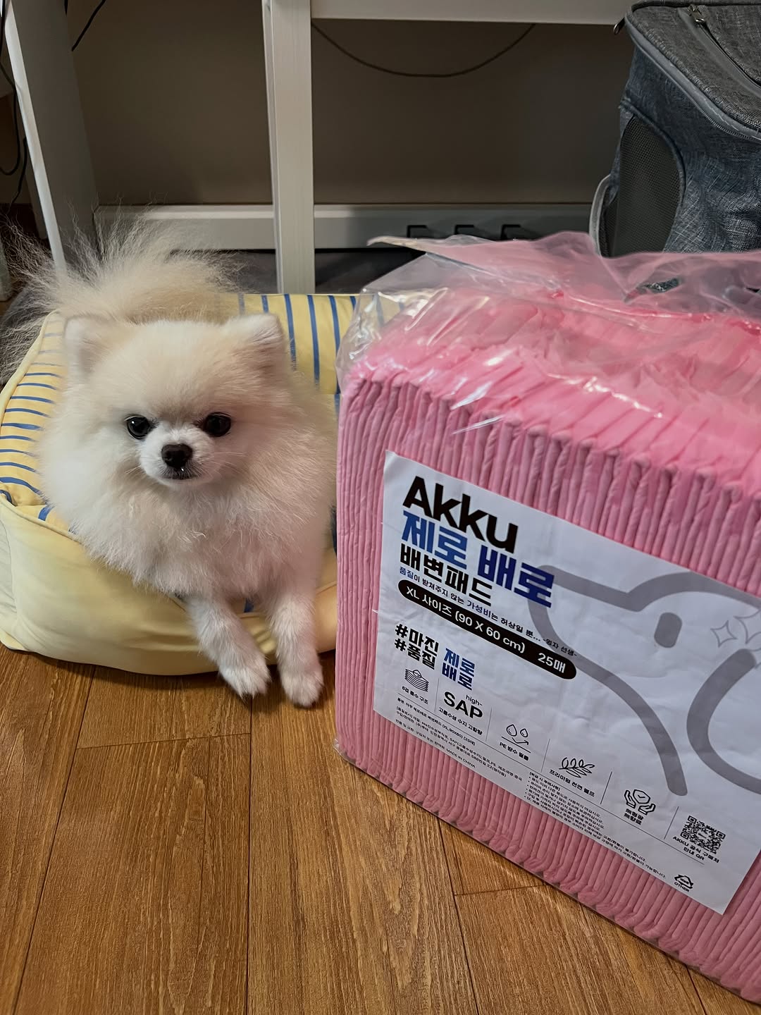 @arariyo.mung이 올린 아꾸 태그 게시물