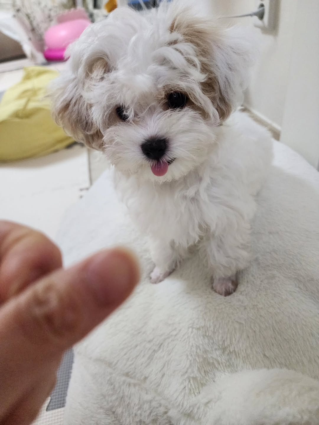 @lucetejk이 올린 아꾸 태그 게시물