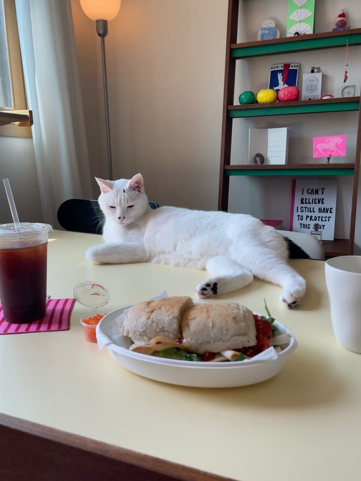 @baiknaeun이 올린 티에라선인장 태그 게시물