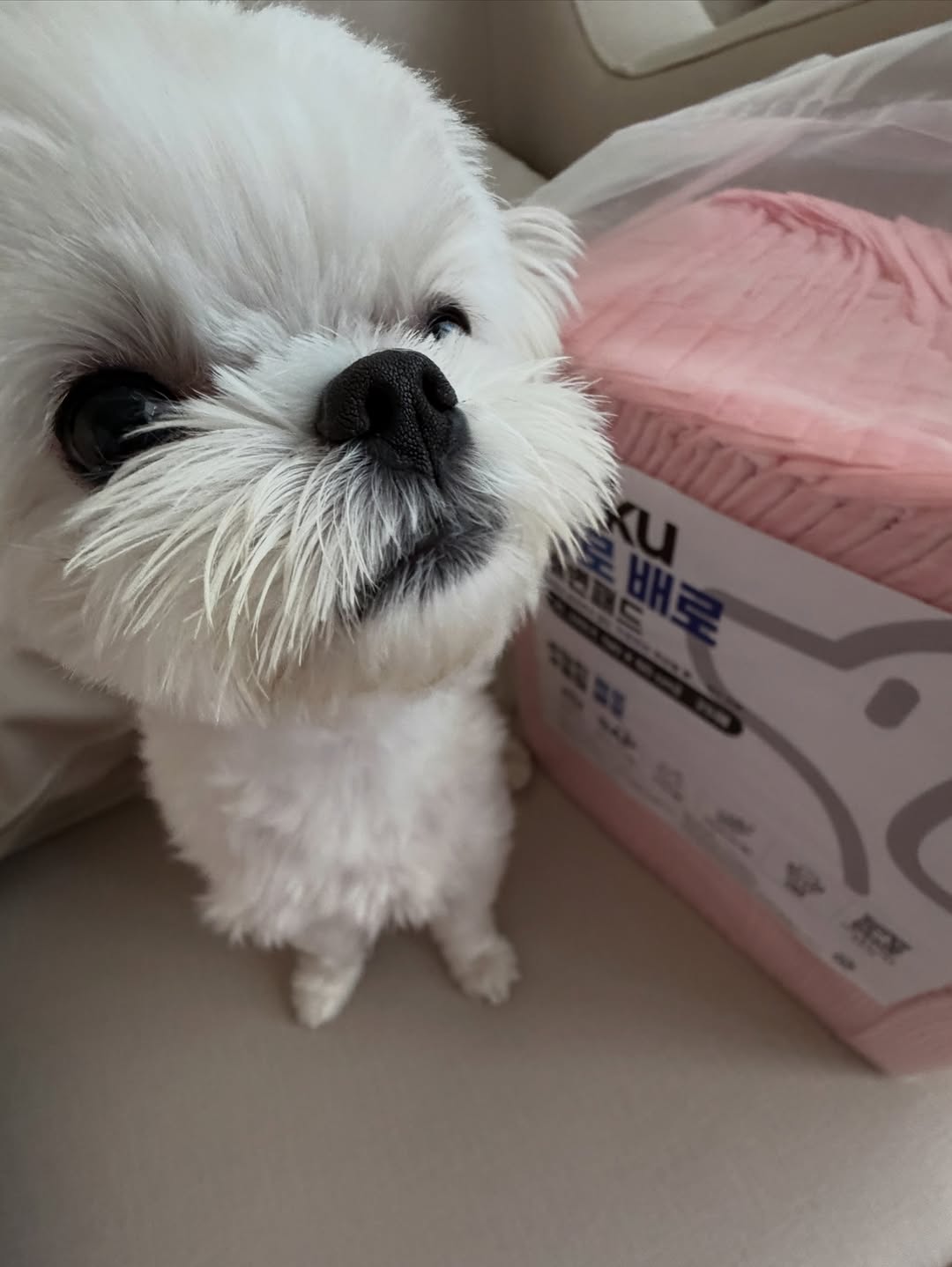 @babpul_.zip이 올린 아꾸 태그 게시물