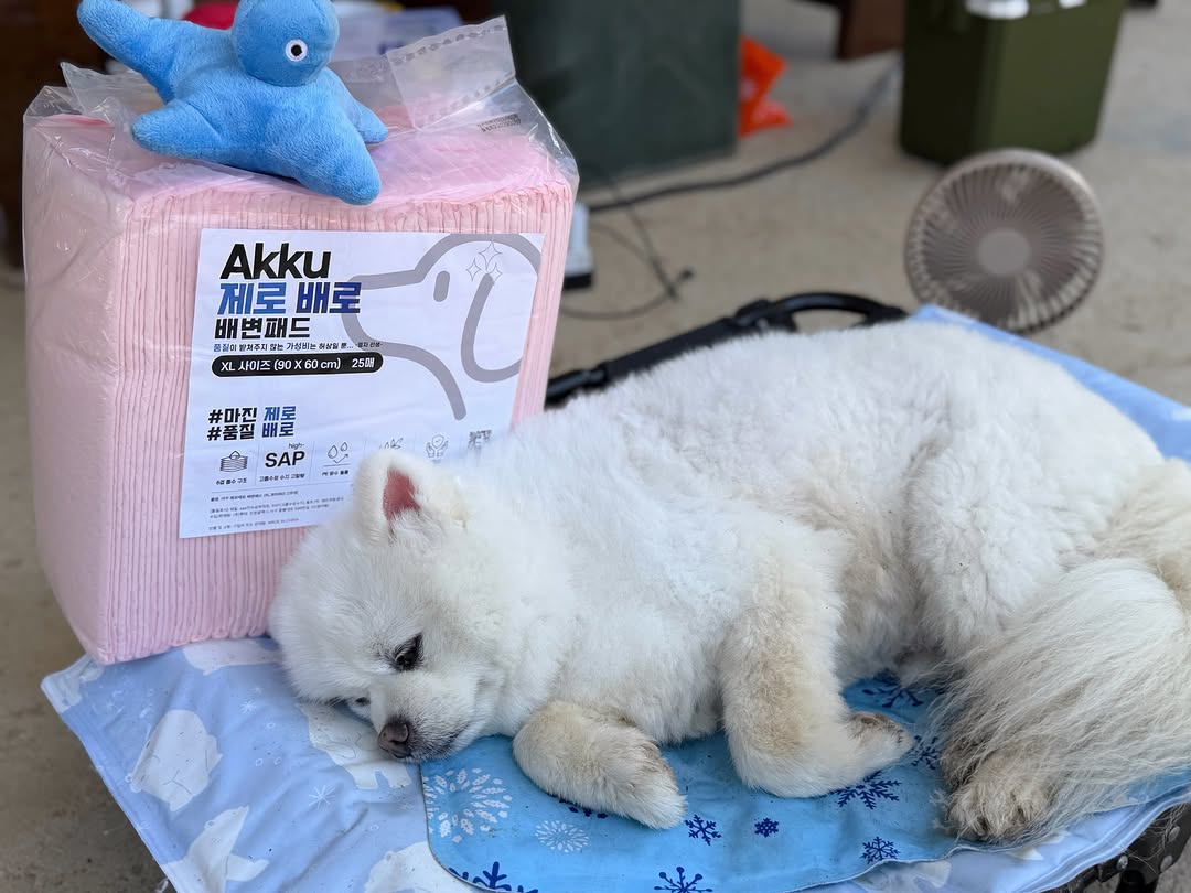 @seo_dobby이 올린 아꾸 태그 게시물