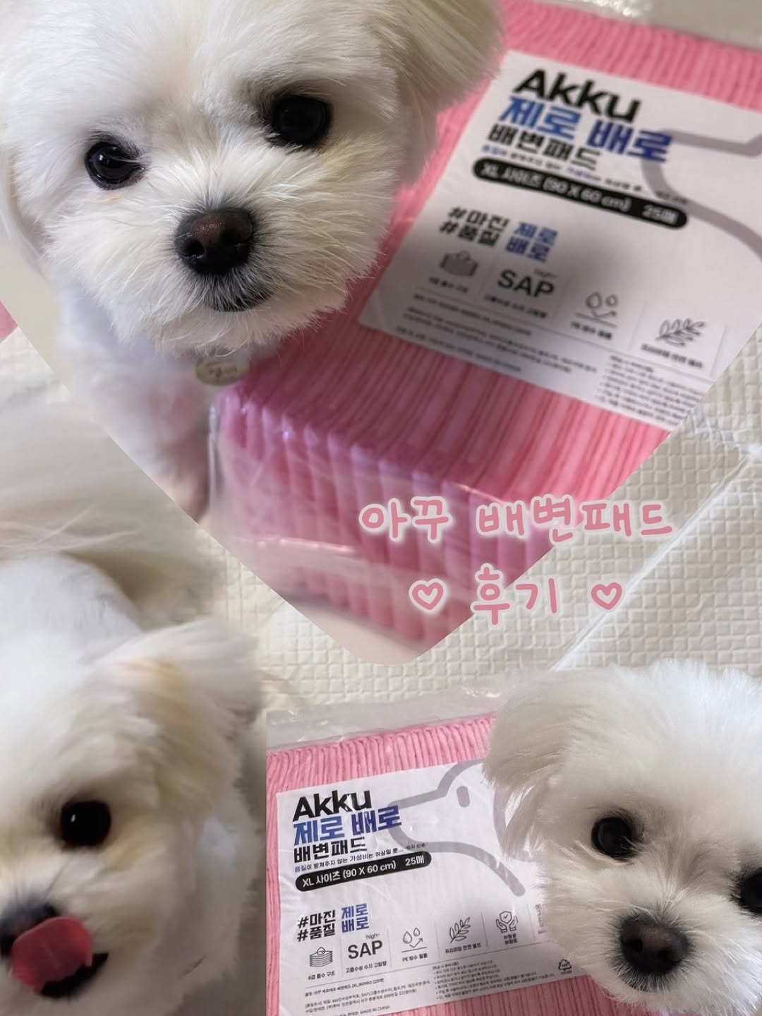 @newyear._.day이 올린 아꾸 태그 게시물