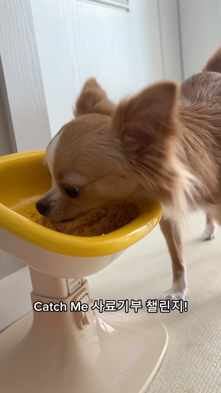 @potato_kwon_이 올린 작은개자리 태그 게시물
