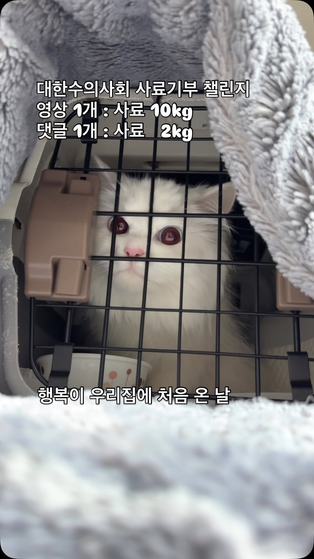 @miluju__te_이 올린 갈치밥풀7냥이네 태그 게시물