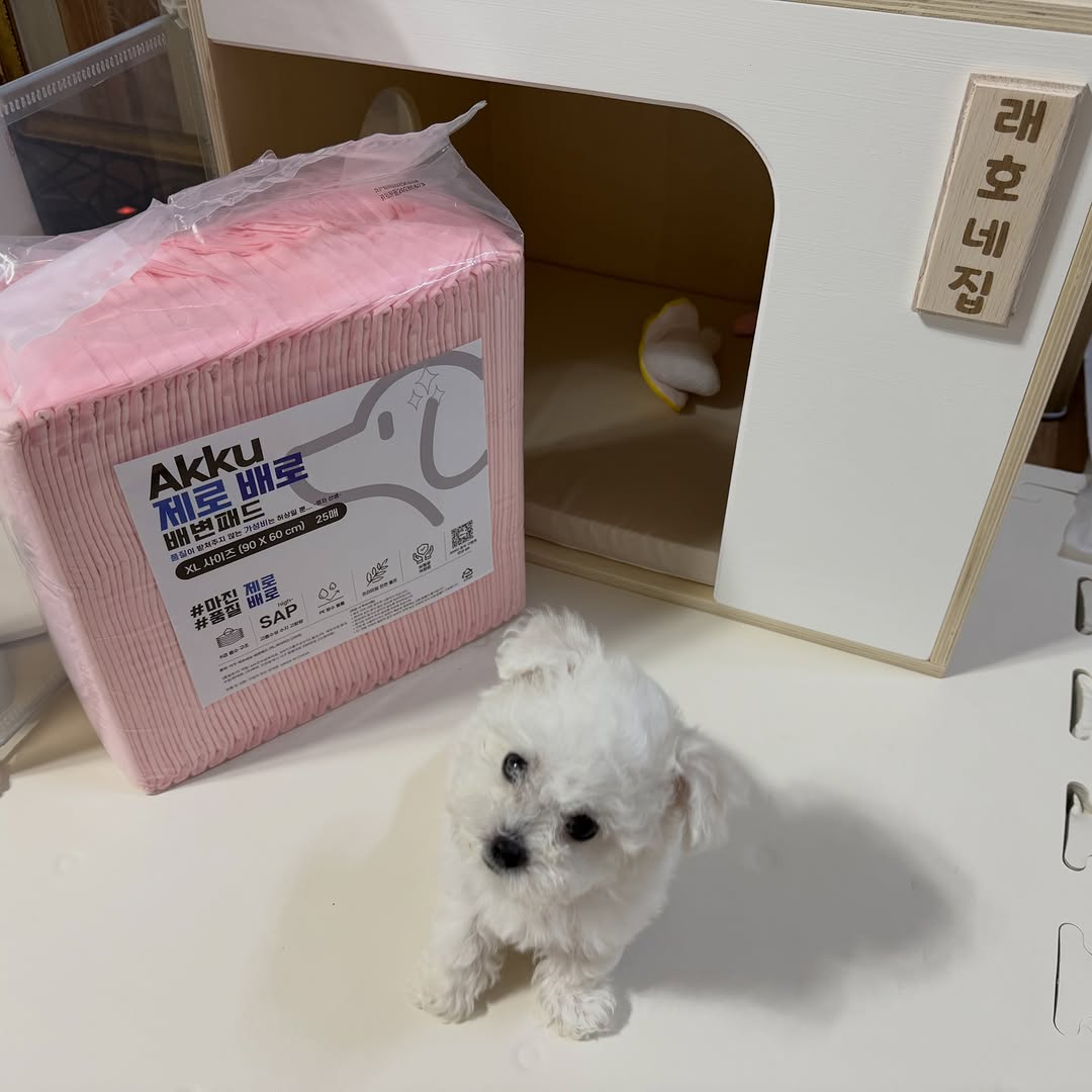@mini_raeho_이 올린 아꾸 태그 게시물