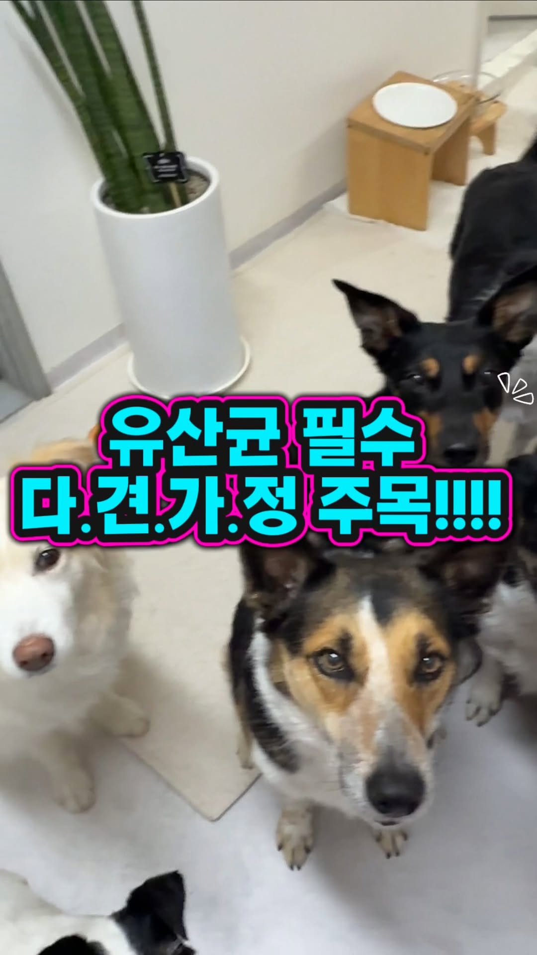 @0909iii09이 올린 탑펫코리아 태그 게시물