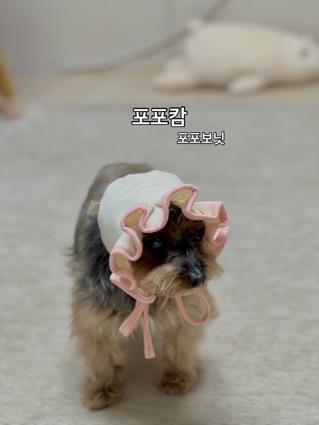 @miki.yorkie__이 올린 포포캄 태그 게시물