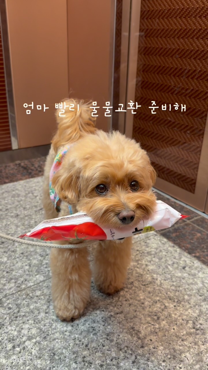 @simba_moment이 올린 해피팡팡｜원조 강아지 수제 간식 전문점 태그 게시물