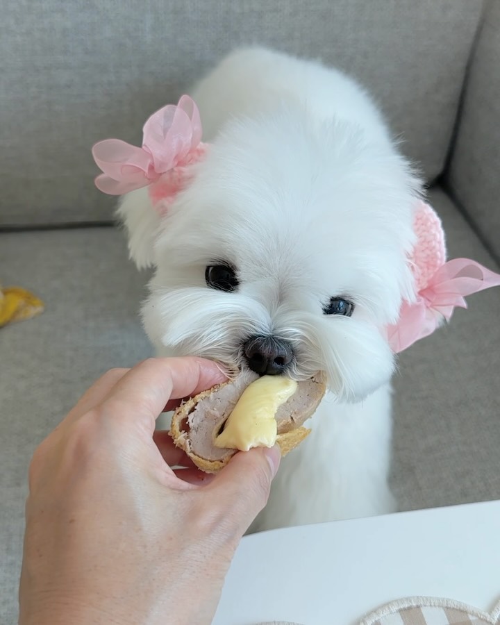 @doong___e2이 올린 펫만찬 태그 게시물