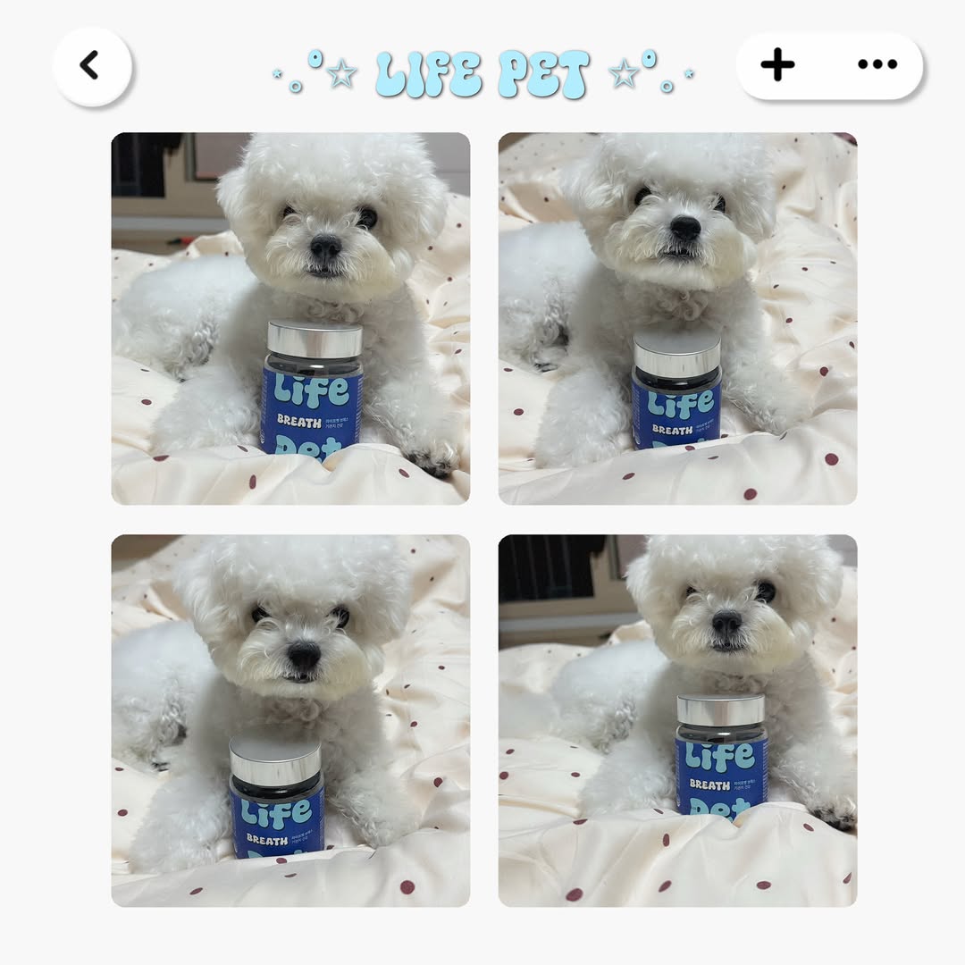 @lov3siru이 올린 라이프펫 태그 게시물