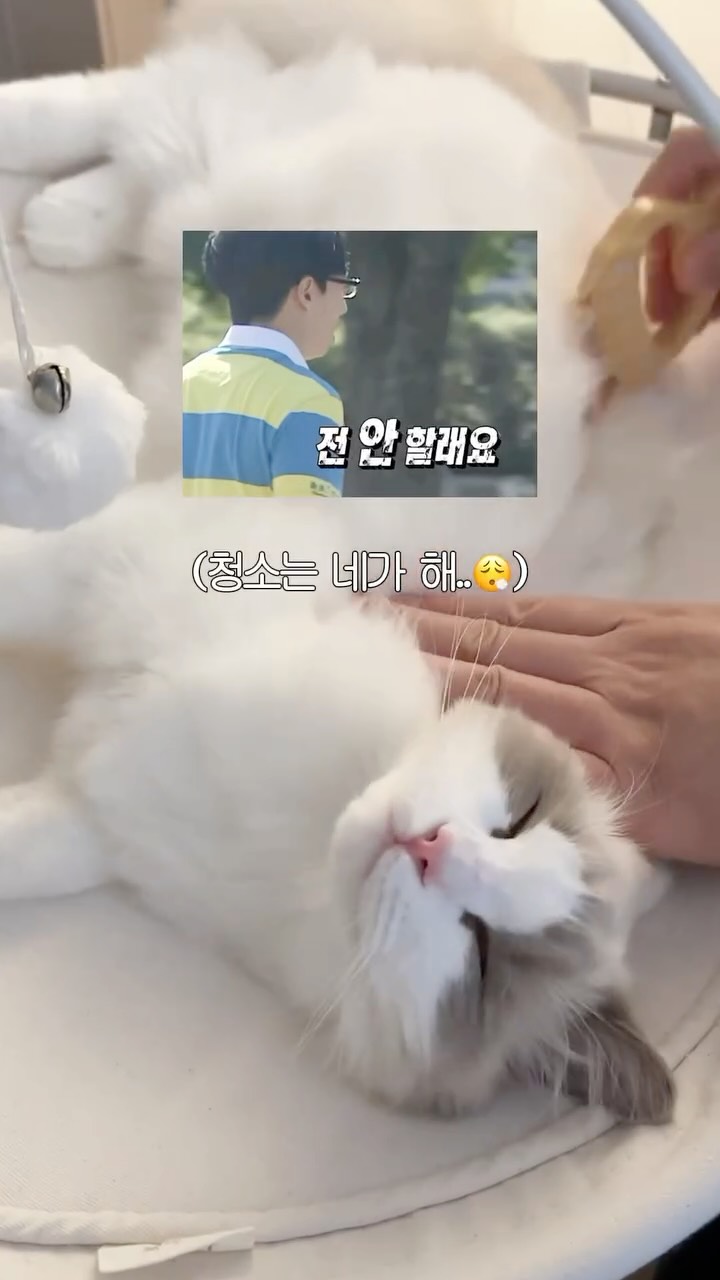 @siru_ragdoll이 올린 감성가전 아이닉 태그 게시물