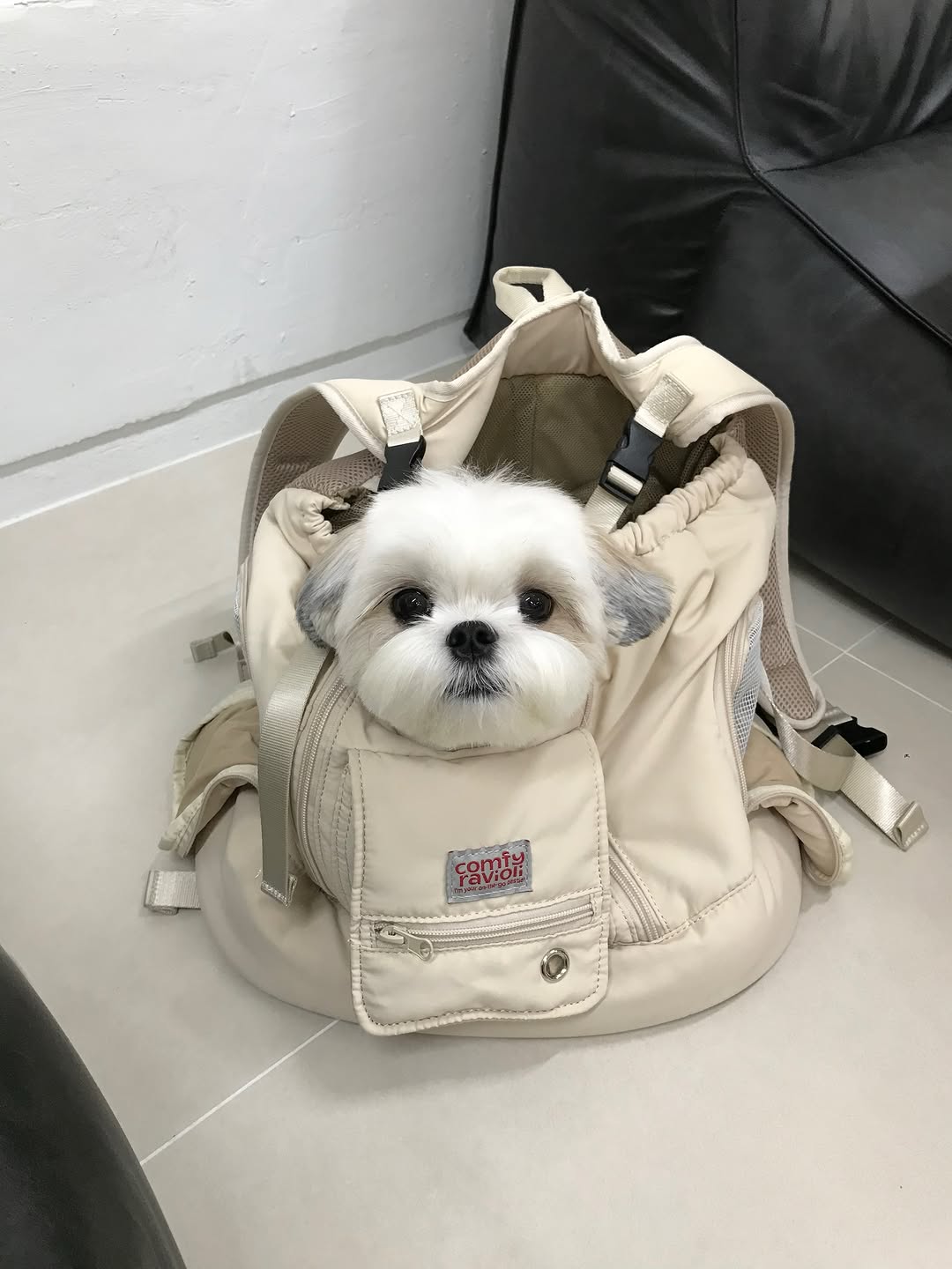 @seori0122이 올린 컴피라비올리 태그 게시물