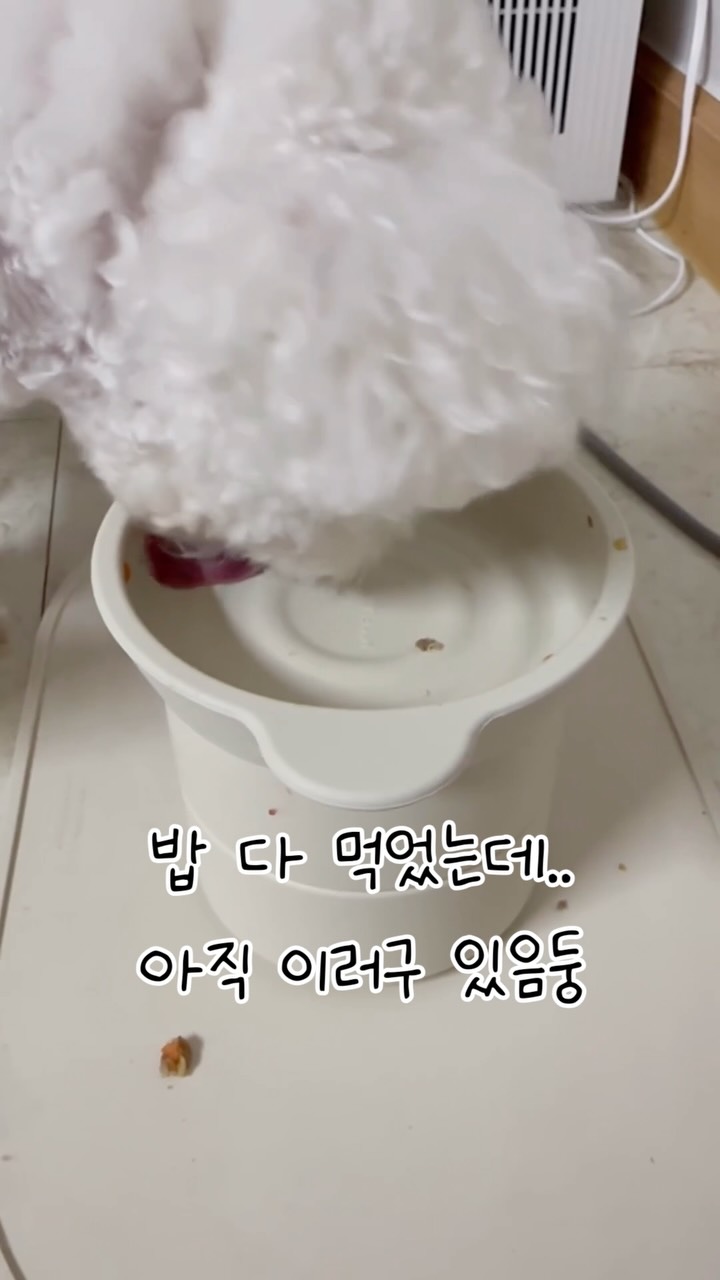 @a_kkom_이 올린 씽크라이크펫 태그 게시물