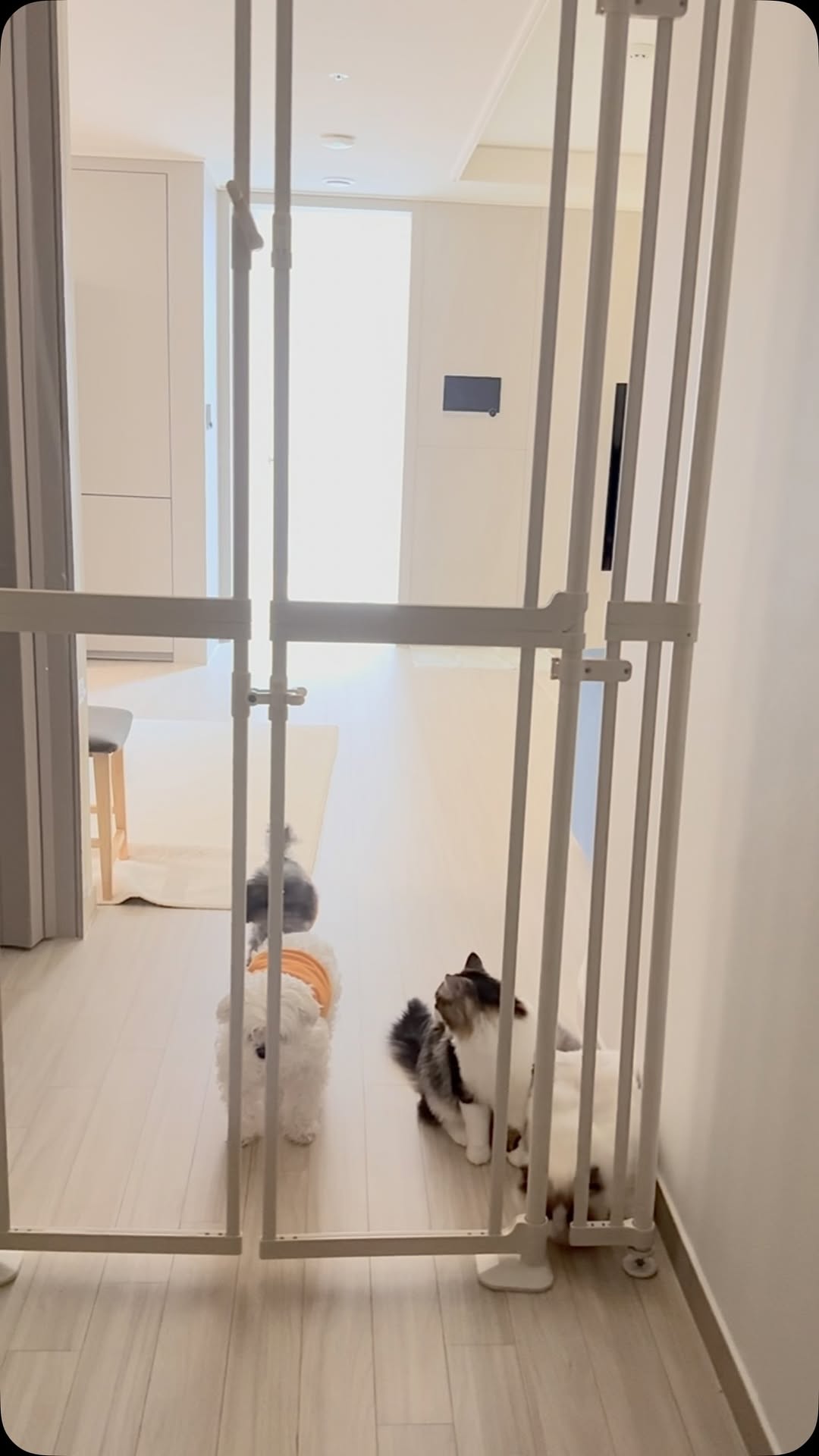 @yoon_chunchun이 올린 아토주 태그 게시물