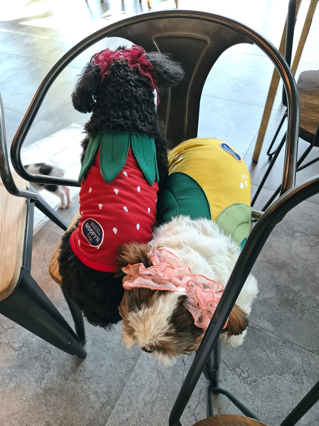 @kongispuppy이 올린 누핀 태그 게시물