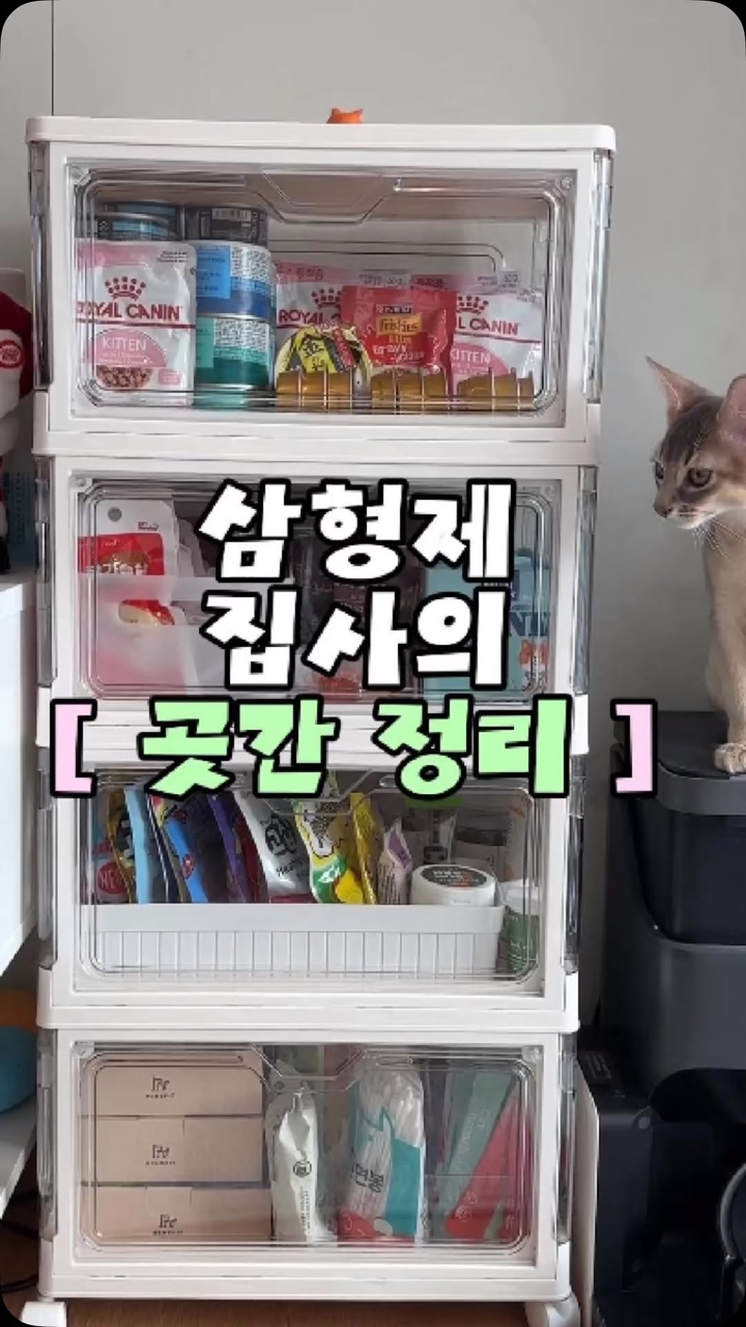 @chz_moz_bam이 올린 아이시아 코리아 태그 게시물