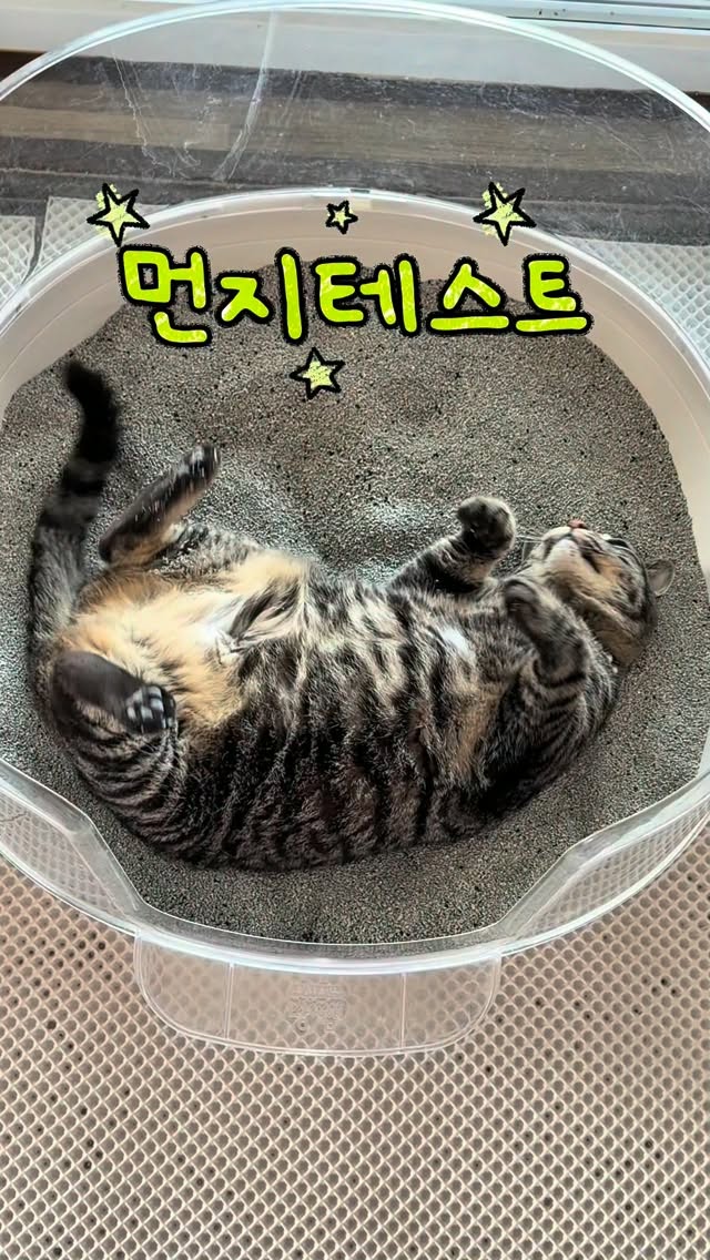 @mombo.ttatta이 올린 마이도미넌트 고양이모래 태그 게시물