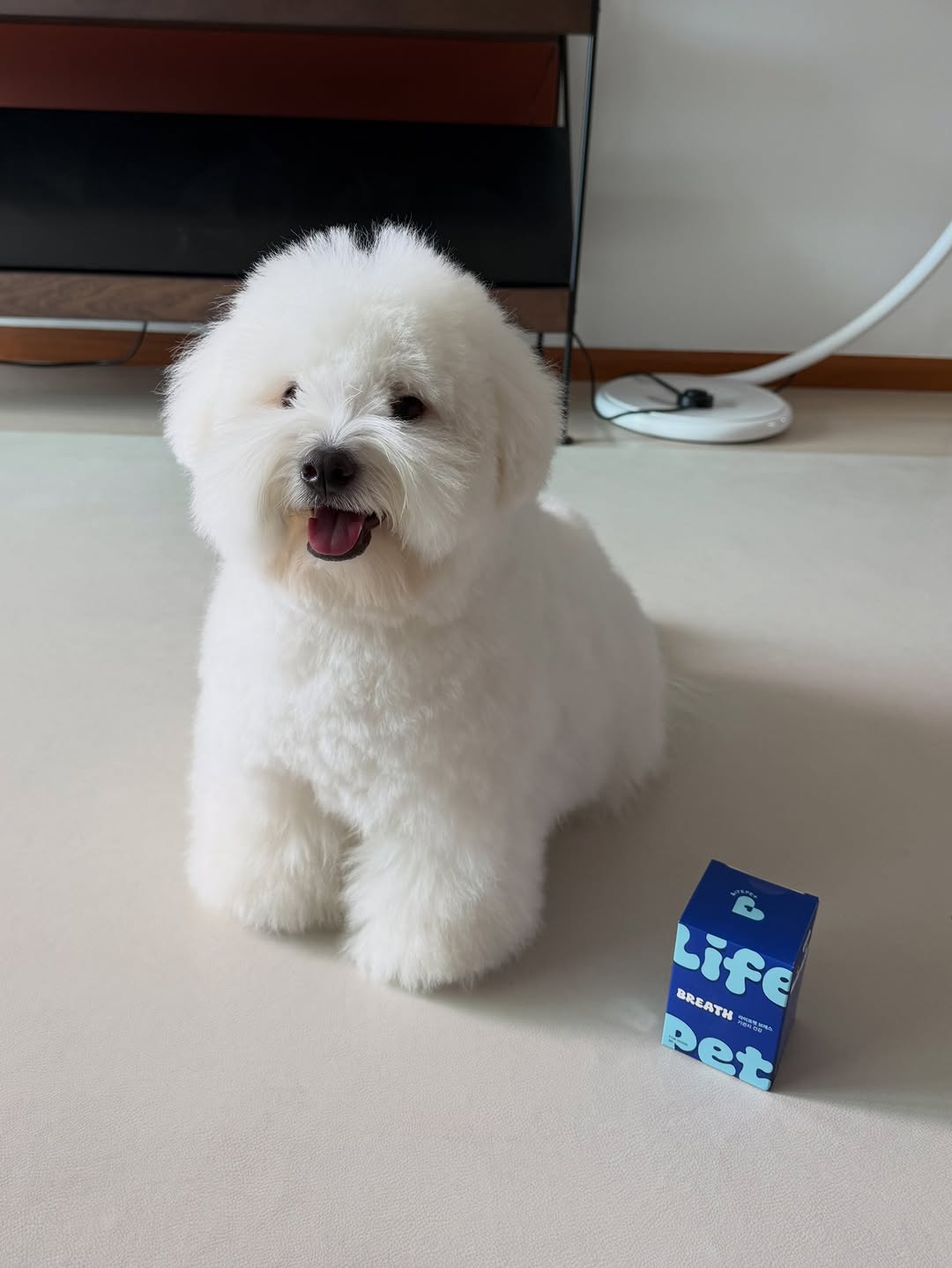 @henry_coton이 올린 라이프펫 태그 게시물