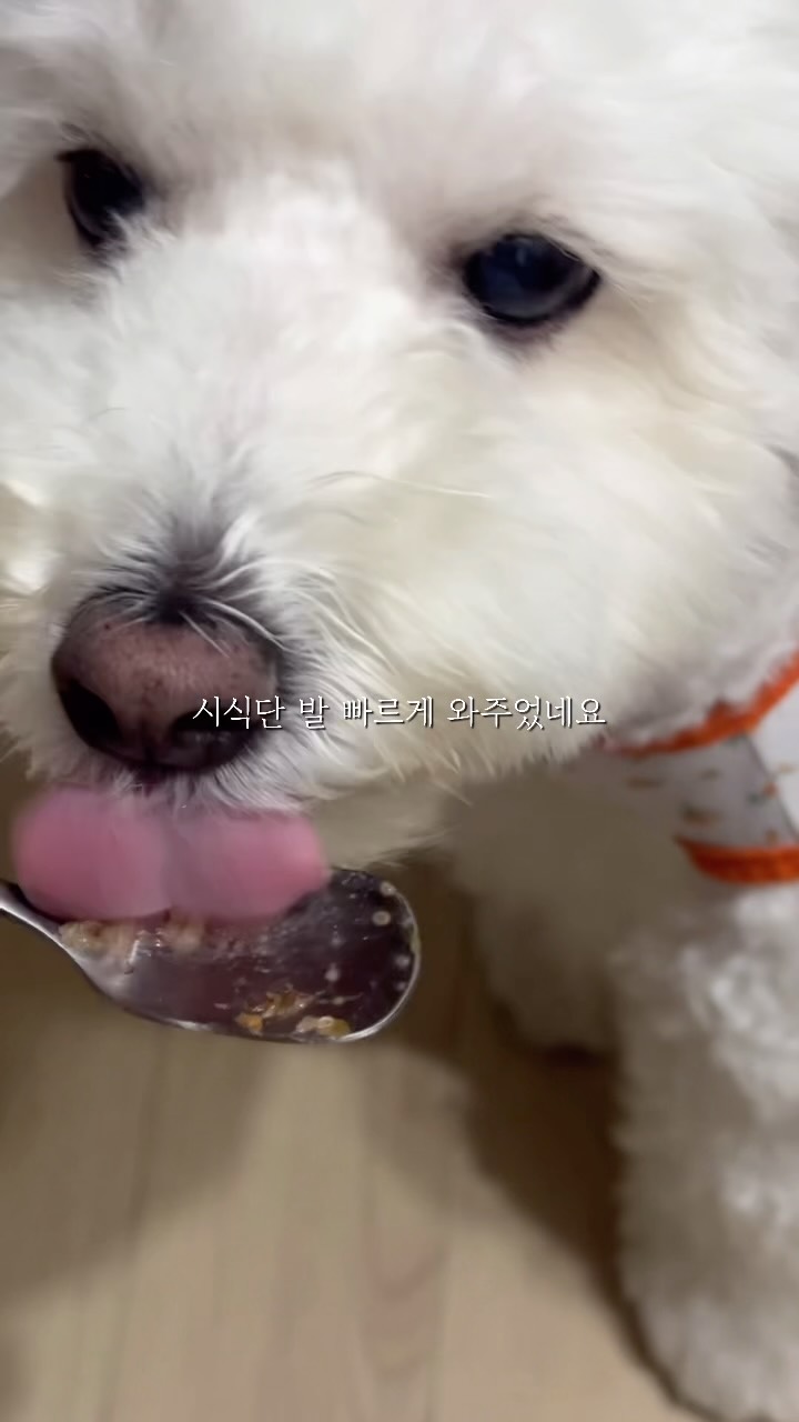 @oreo_meal이 올린 씽크라이크펫 태그 게시물