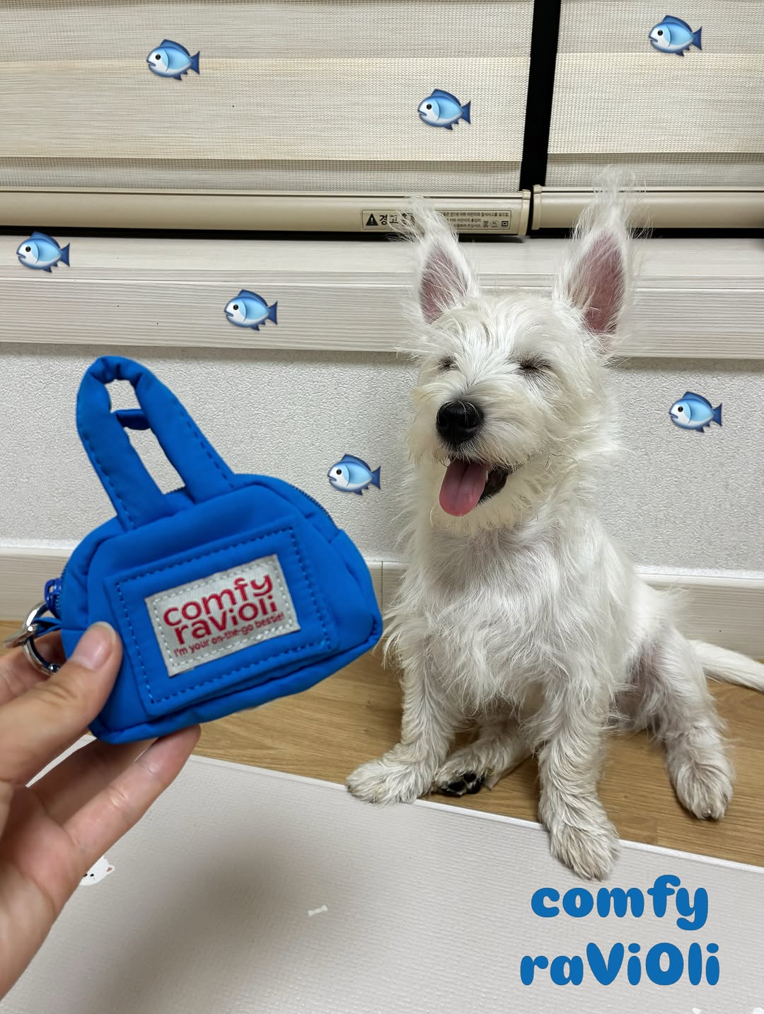 @sangchu.westie이 올린 컴피라비올리 태그 게시물