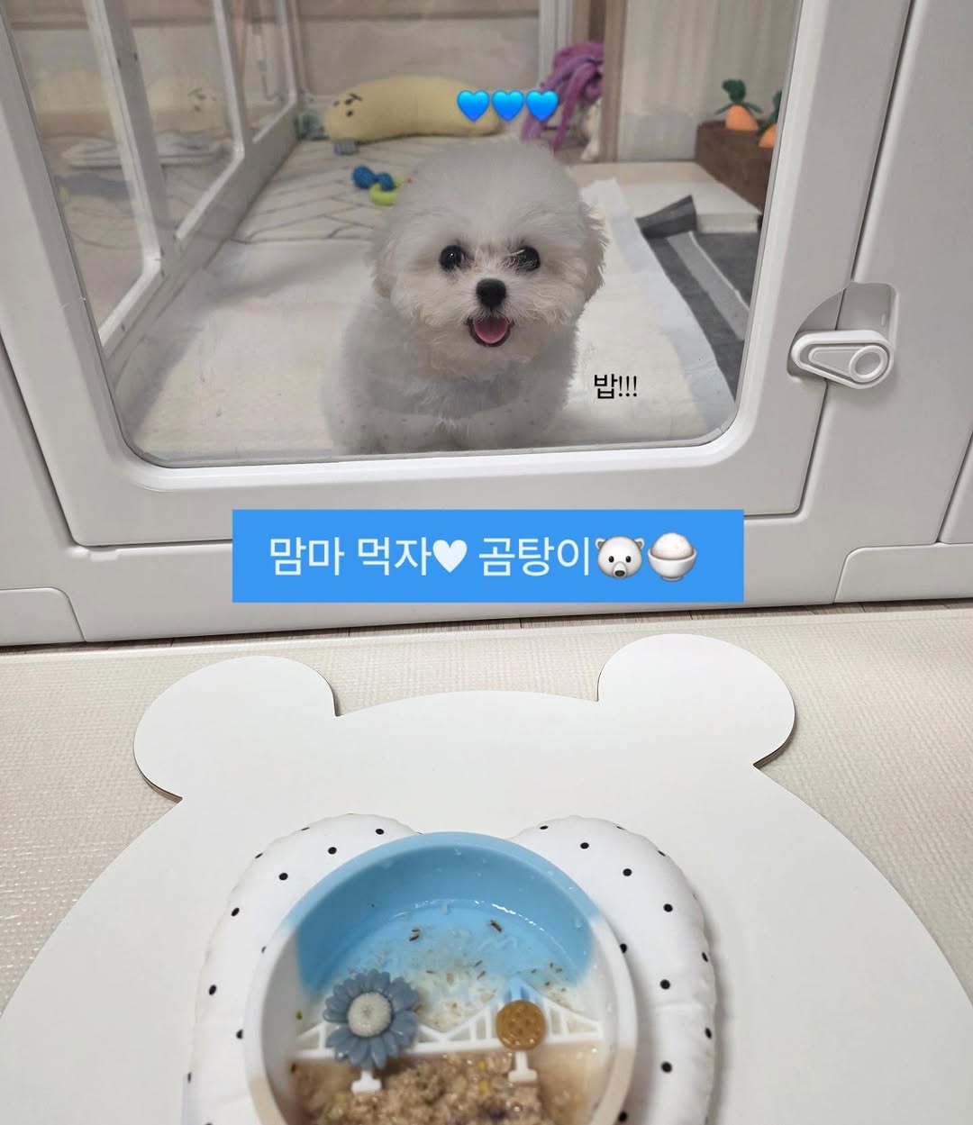 @gomtang_bichon이 올린 보울대학교 태그 게시물