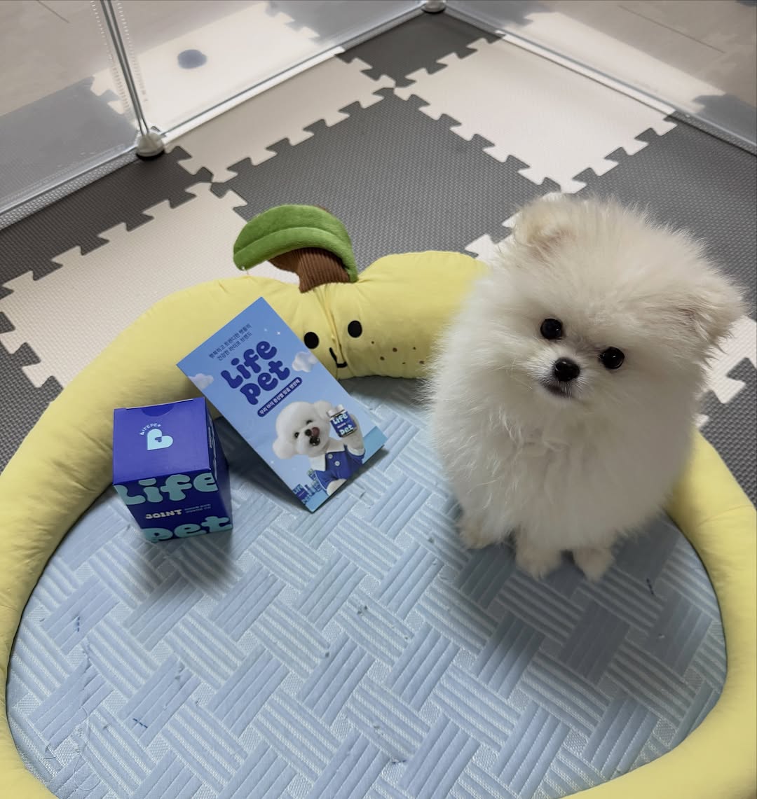 @doll.dori이 올린 라이프펫 태그 게시물